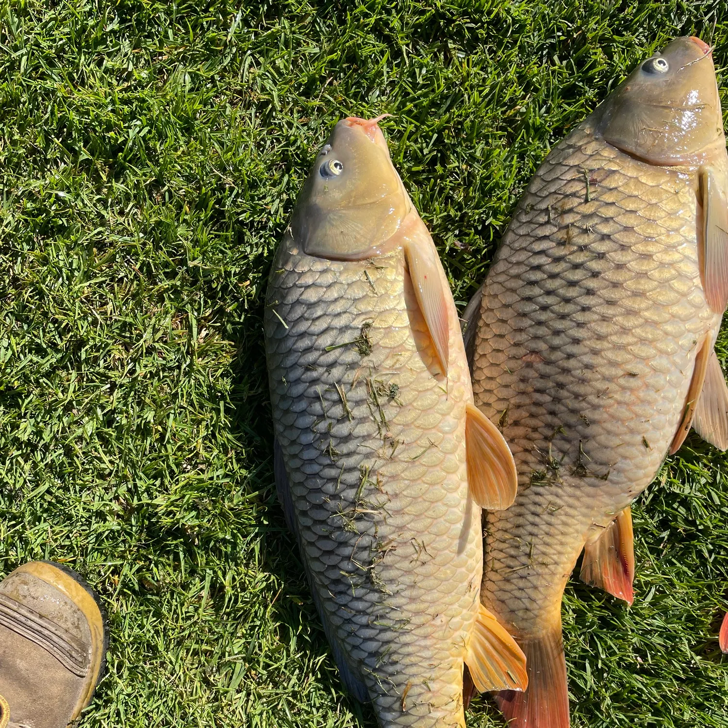 Common carp caught on Fishbrain