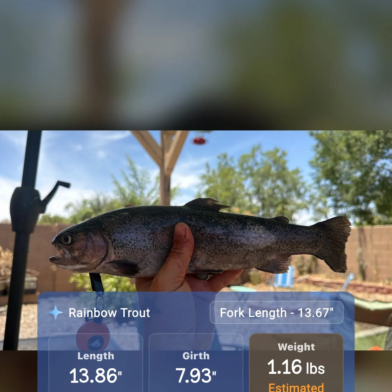 recently logged catches