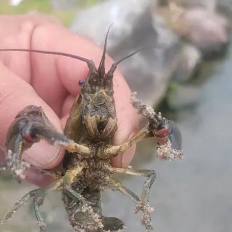 The most recent Signal crayfish catches on Fishbrain