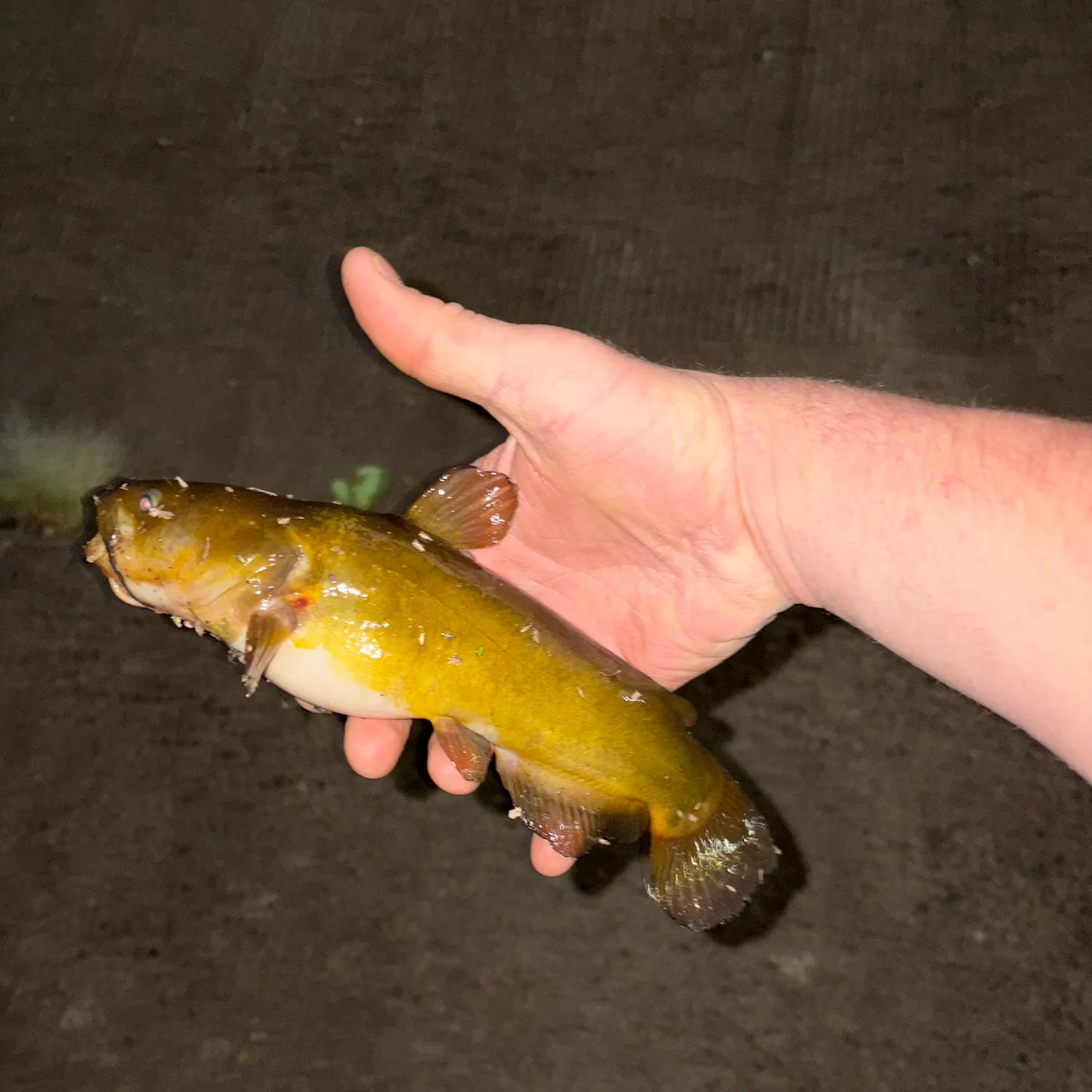 Yellow bullhead caught on Fishbrain