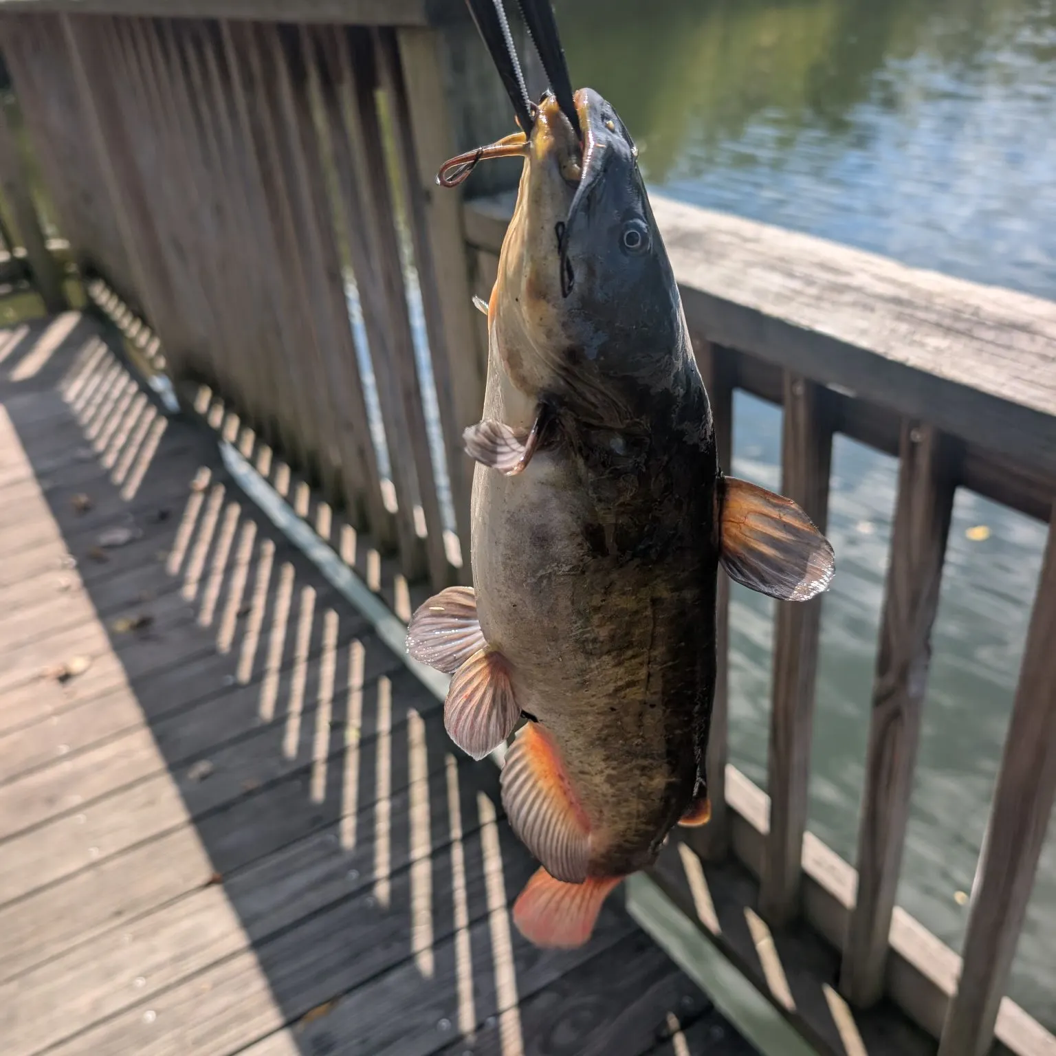 Brown bullhead caught on Fishbrain