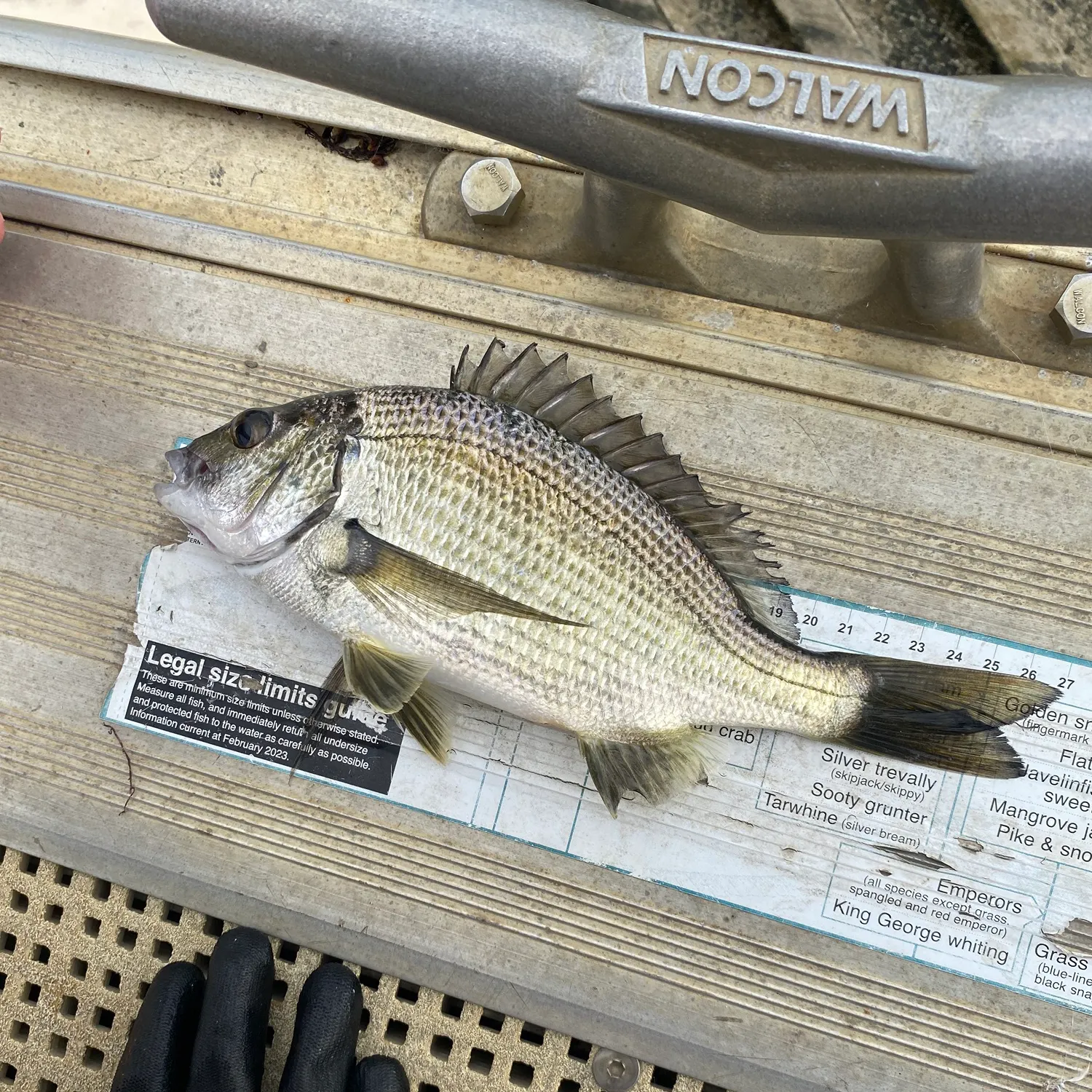 recently logged catches