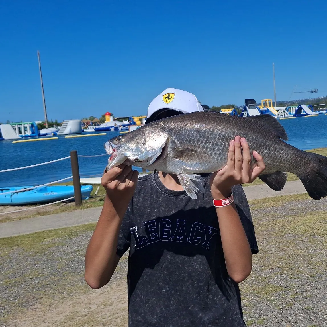 The most recent Barramundi catches on Fishbrain