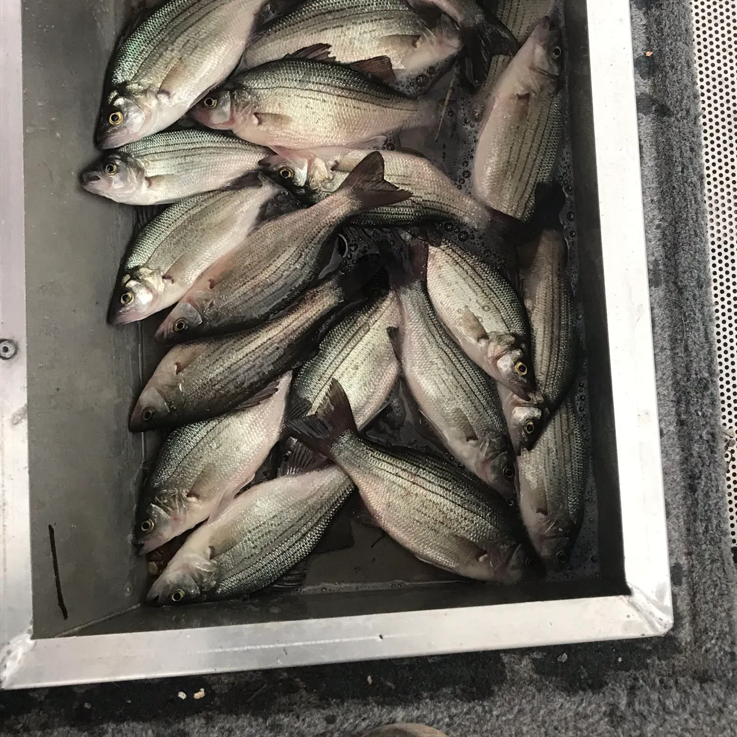 recently logged catches