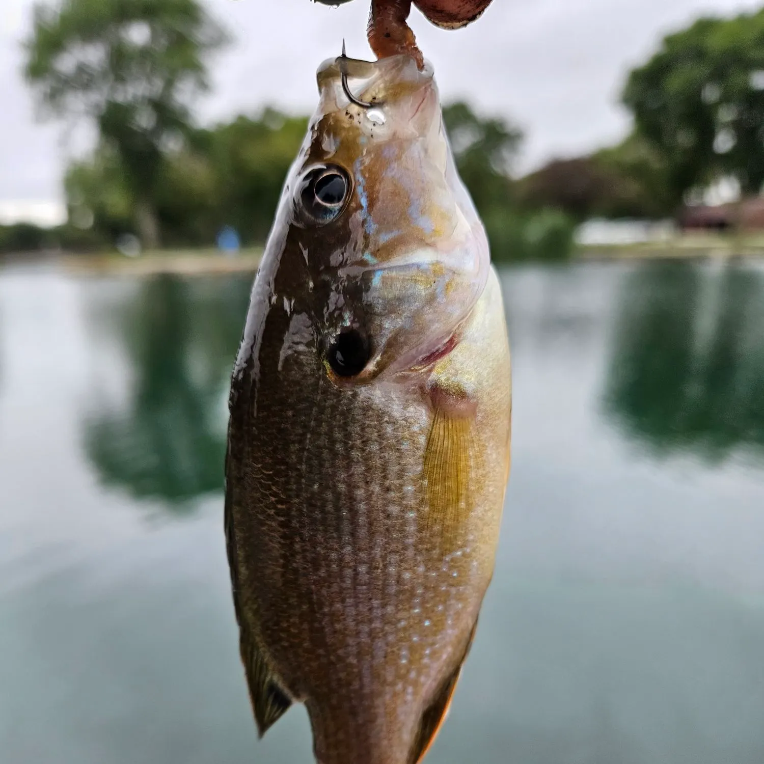 Bluegill caught on Fishbrain