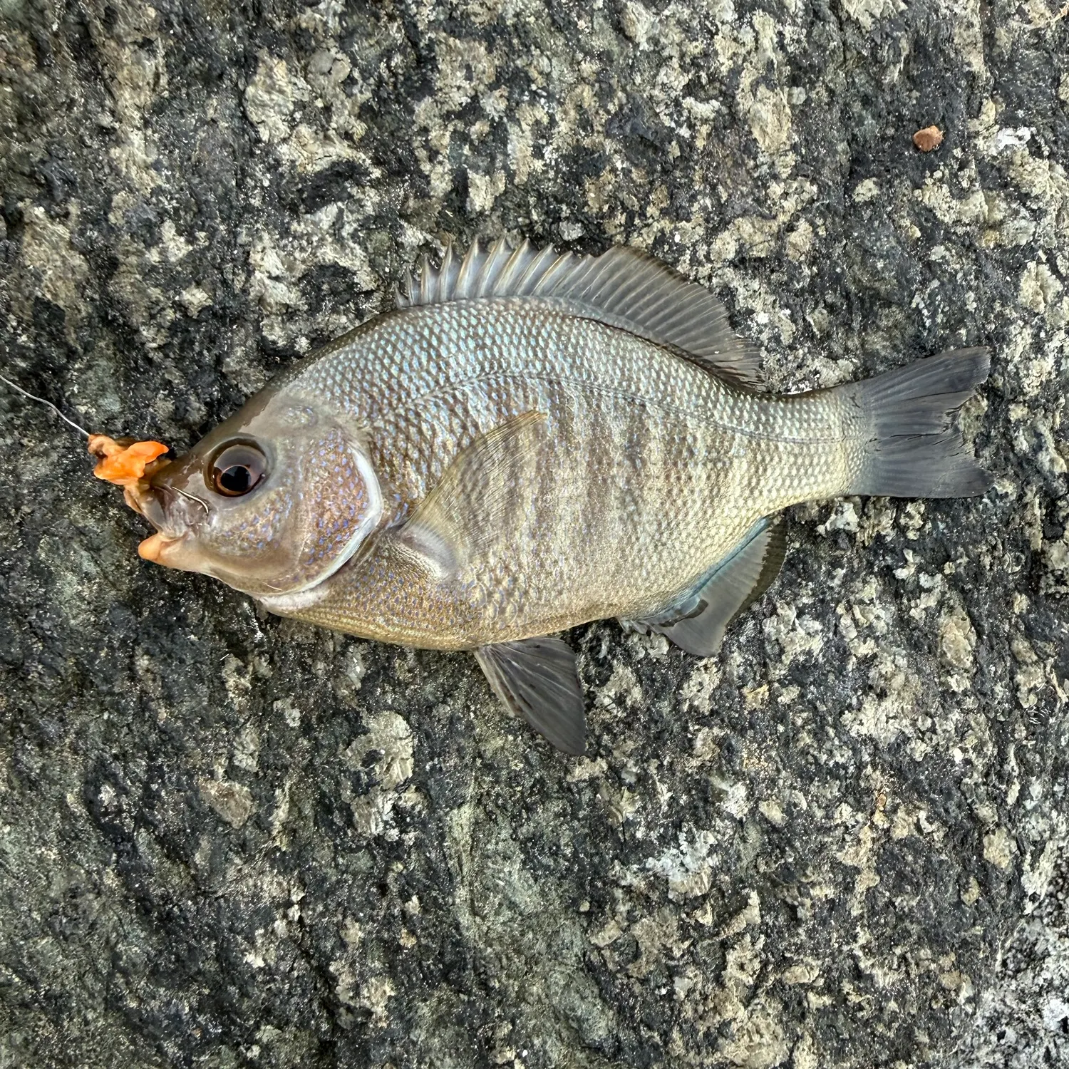 Barred surfperch caught on Fishbrain
