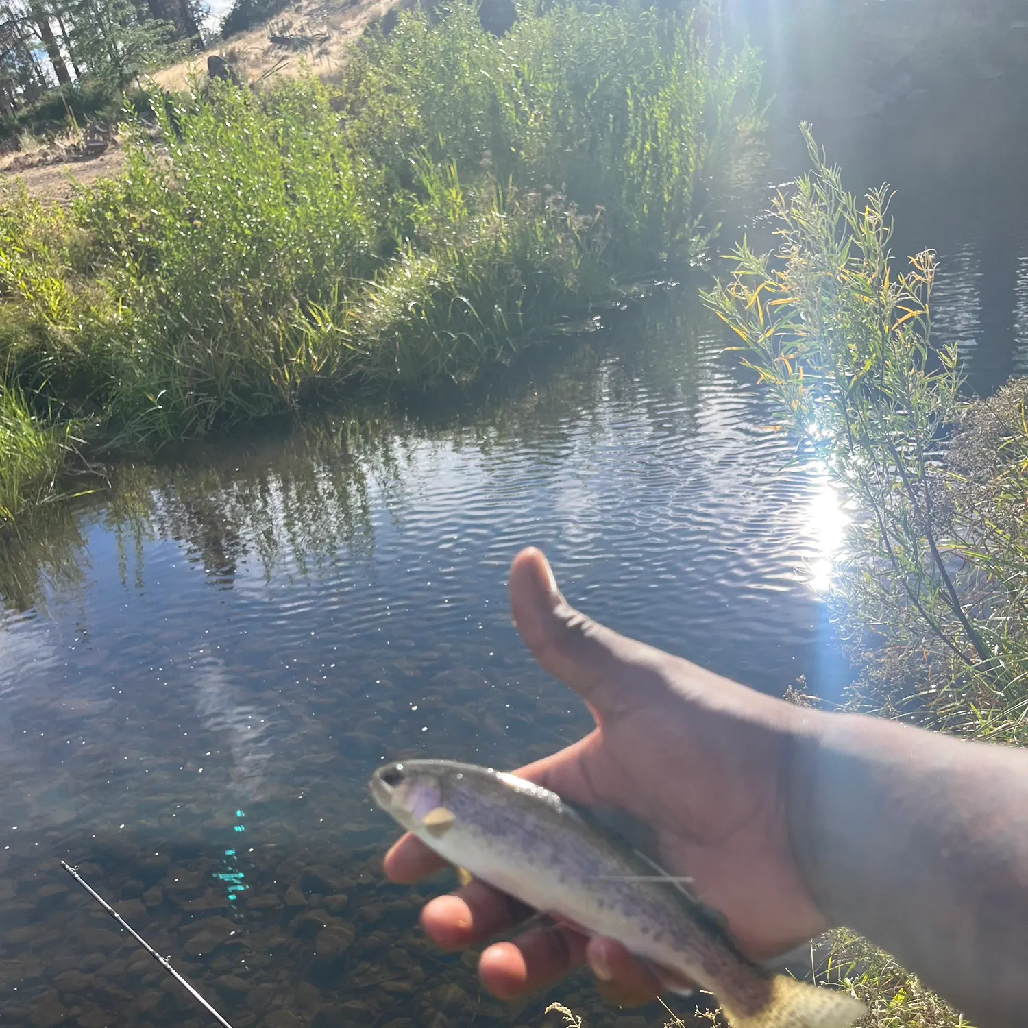 Rainbow trout caught on Fishbrain