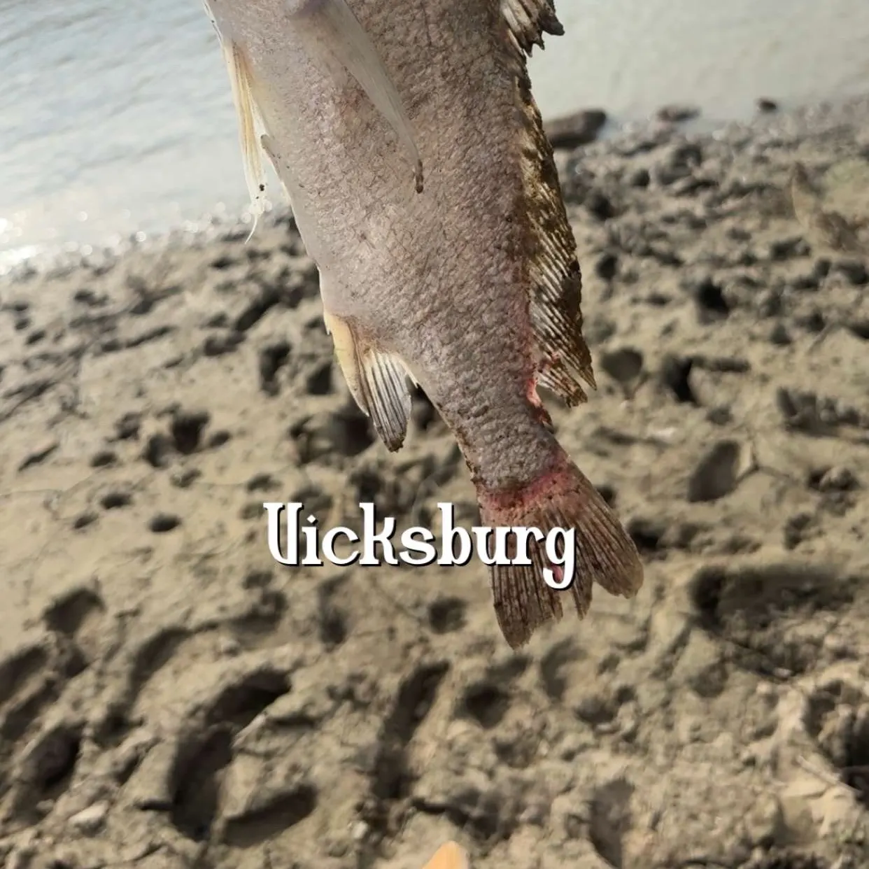 Freshwater drum caught on Fishbrain