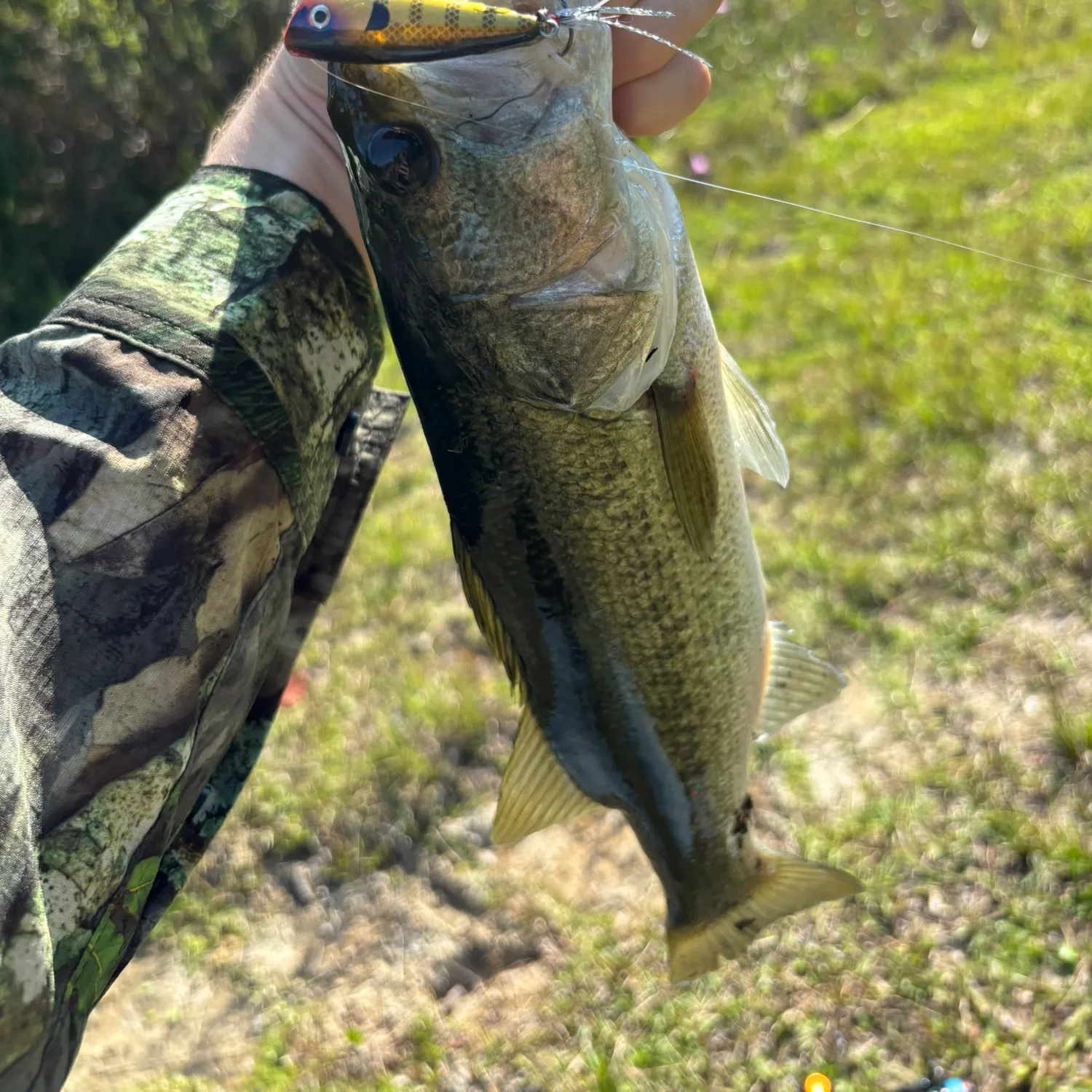 Largemouth bass caught on Fishbrain