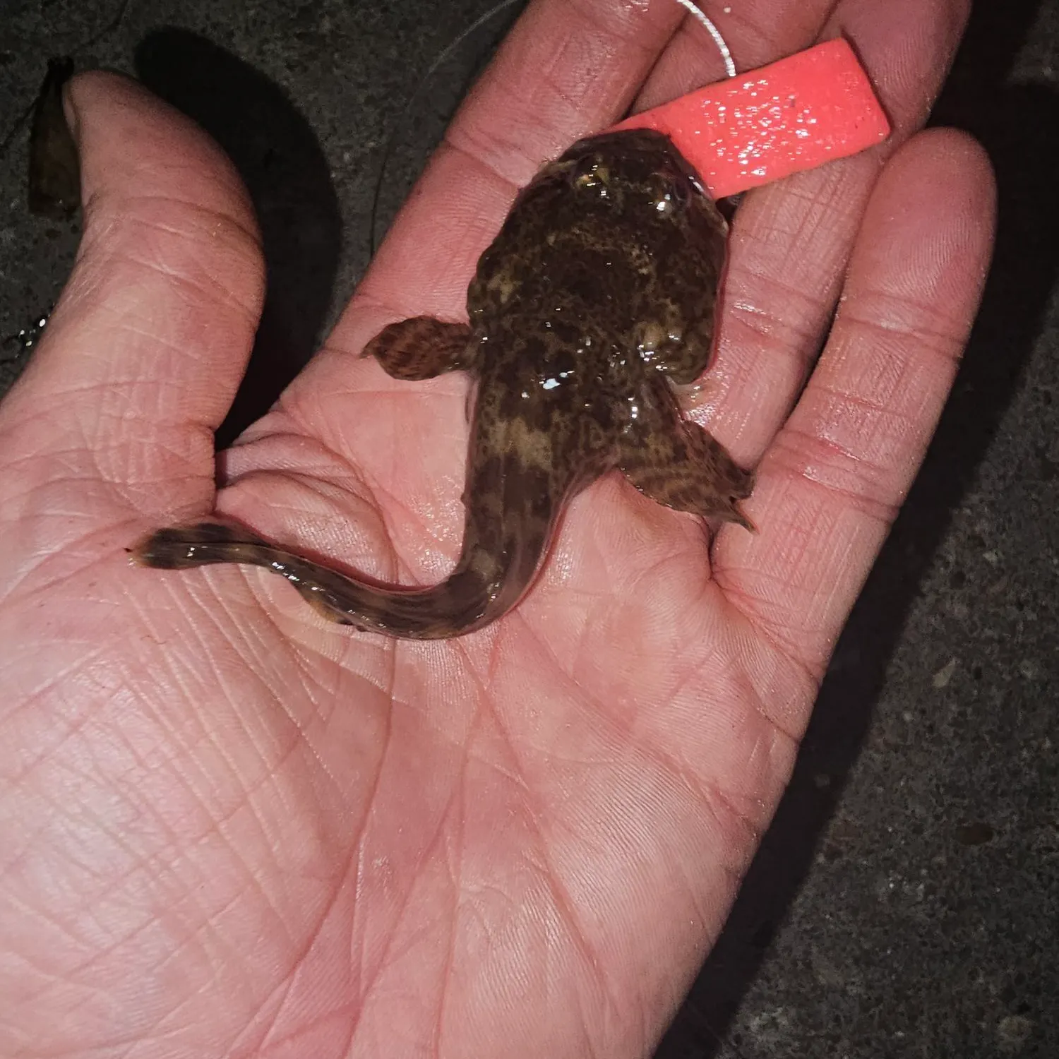 Oyster toadfish caught on Fishbrain