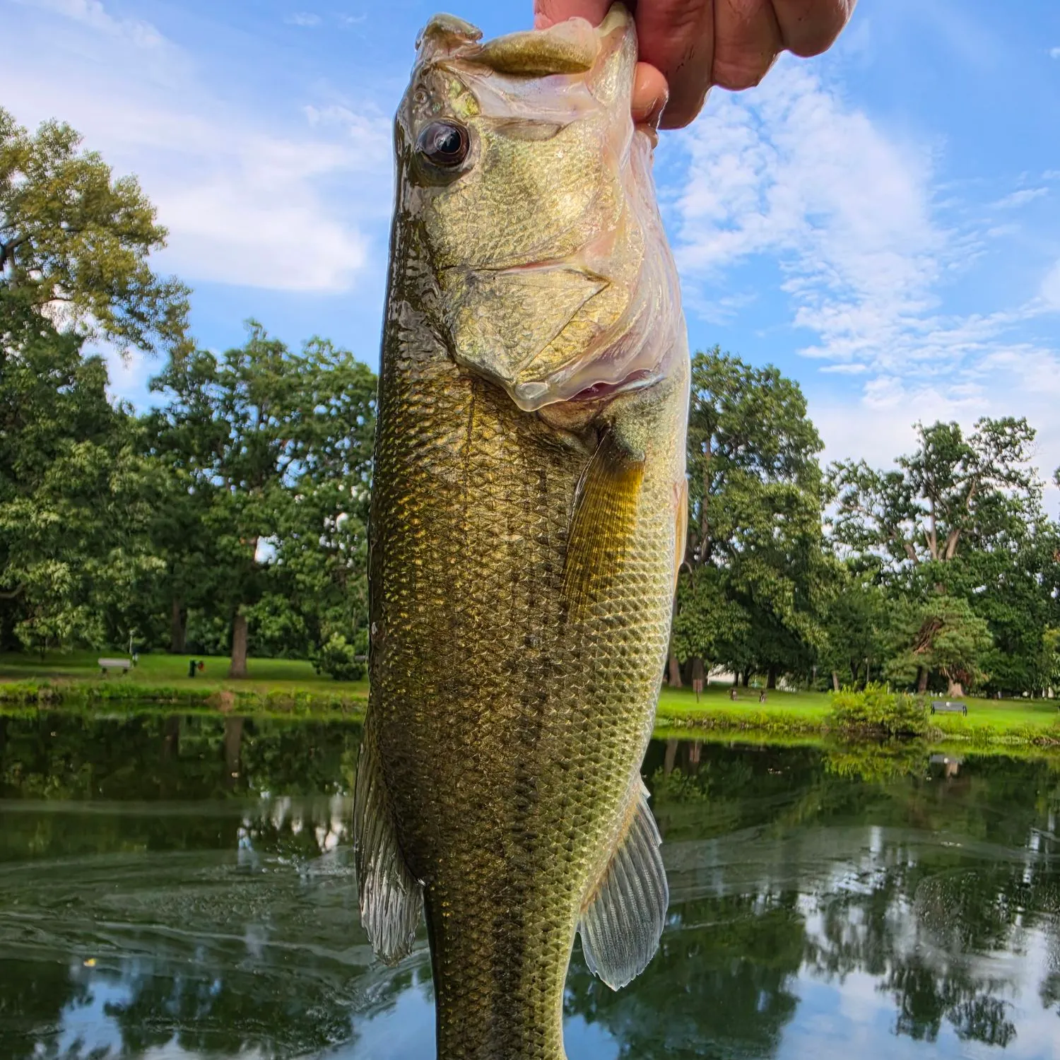 Largemouth bass caught on Fishbrain