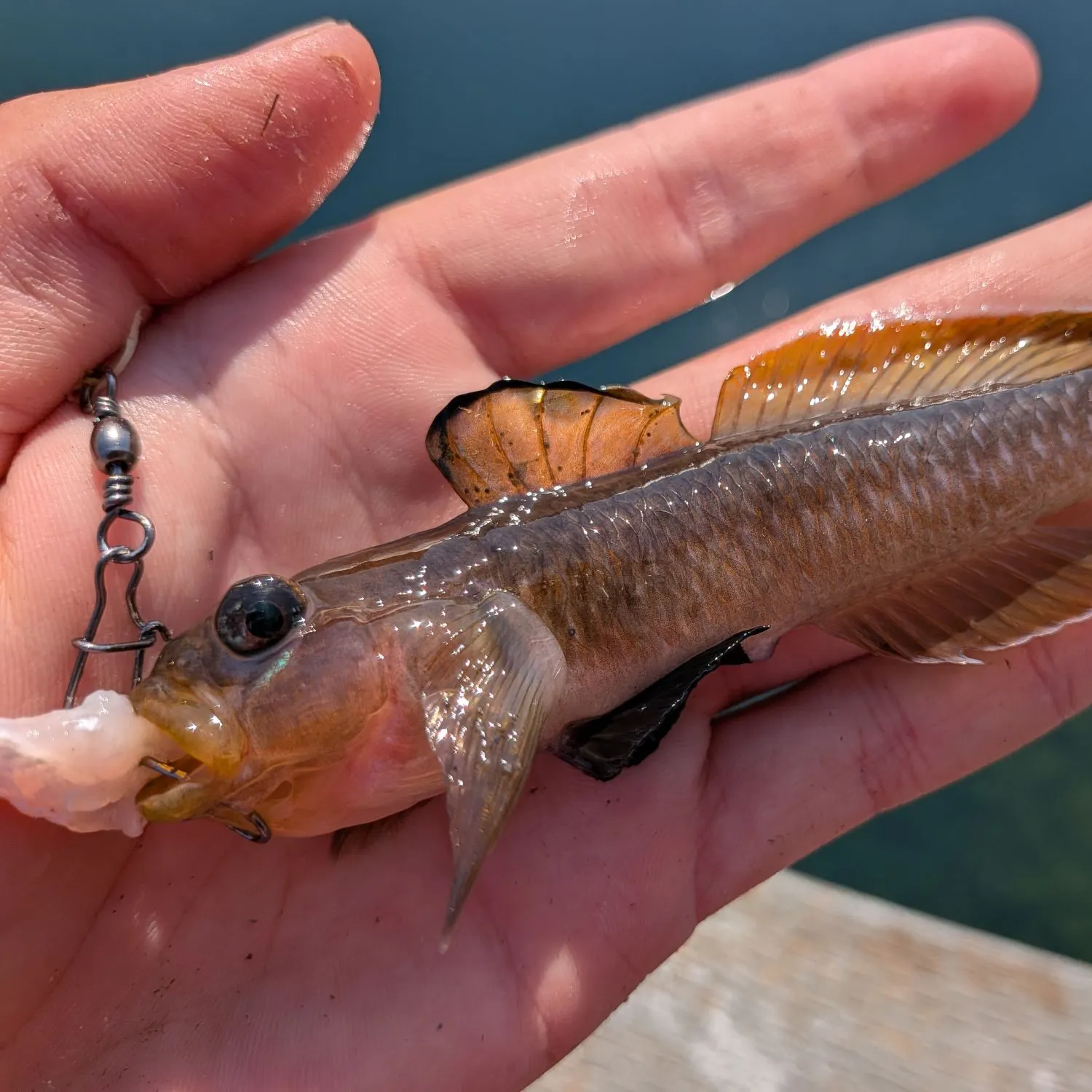 The most recent Blackeye goby catches on Fishbrain