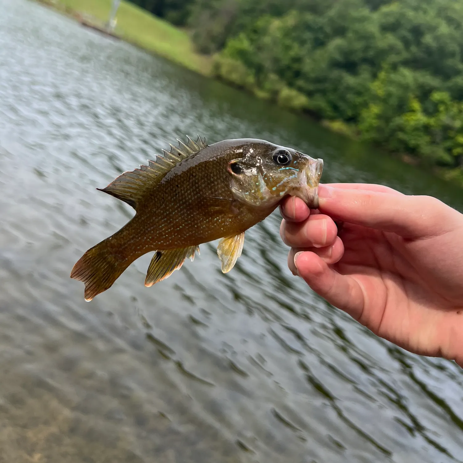 Green sunfish caught on Fishbrain