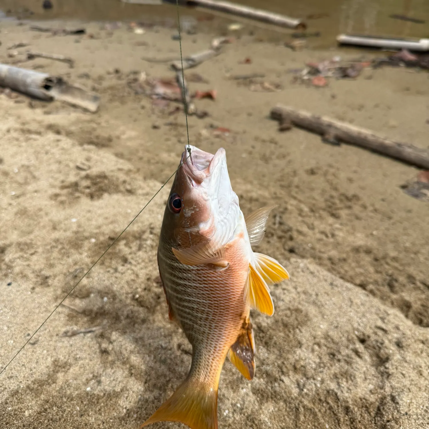 The most recent Dog Snapper catches on Fishbrain