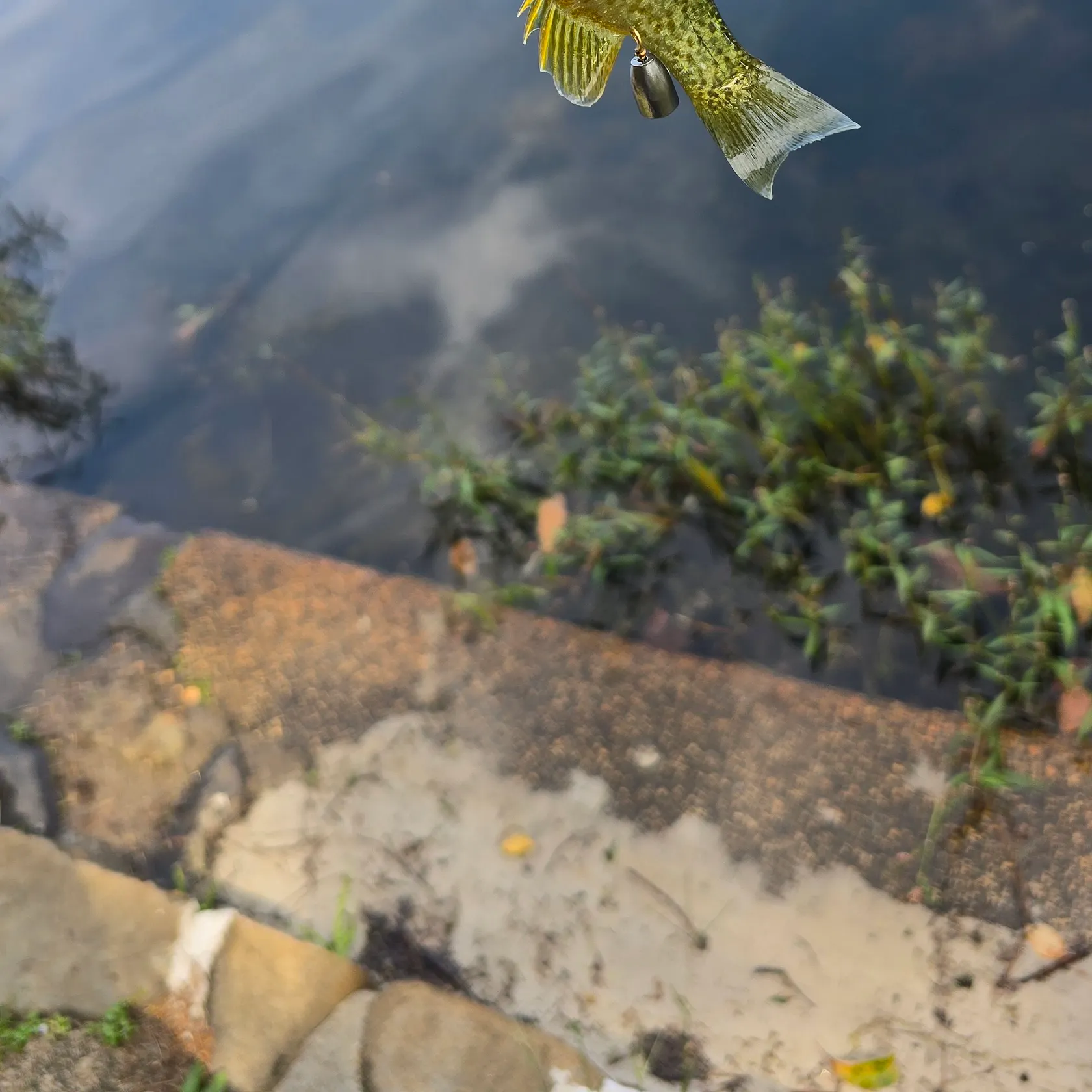 Fish caught on Fishbrain
