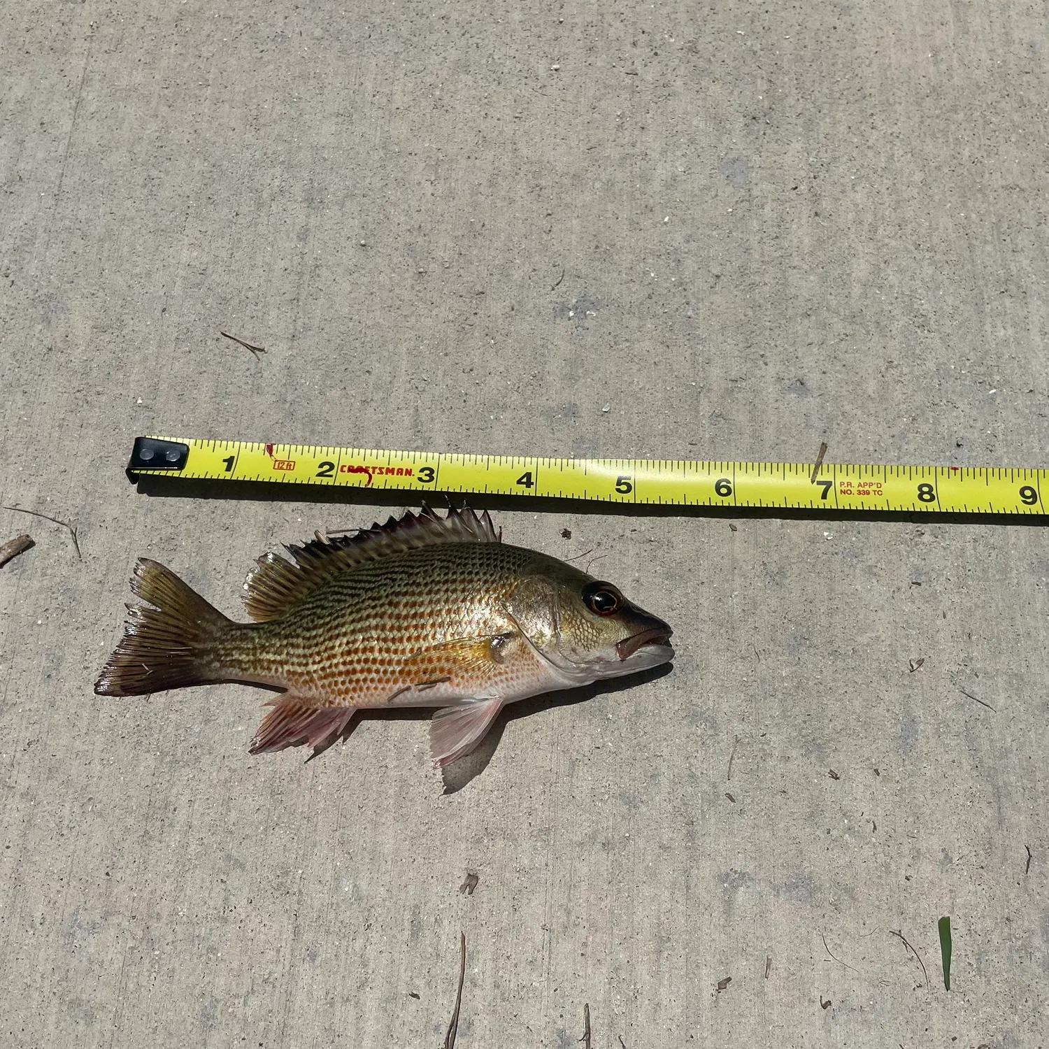 The most recent Mangrove snapper catches on Fishbrain