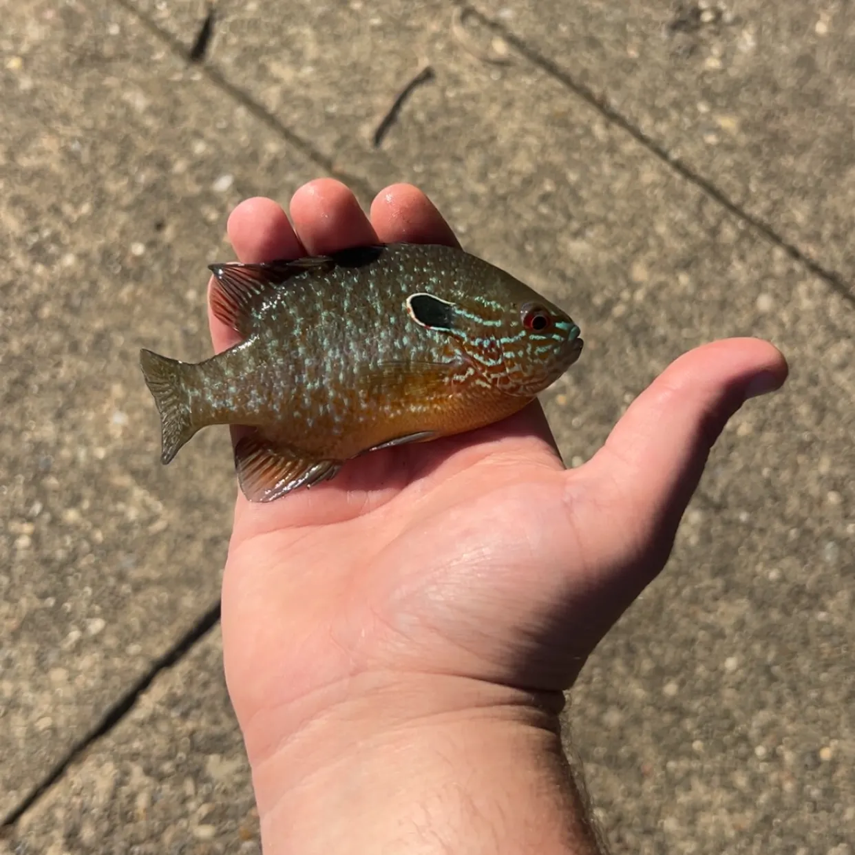 Longear sunfish caught on Fishbrain