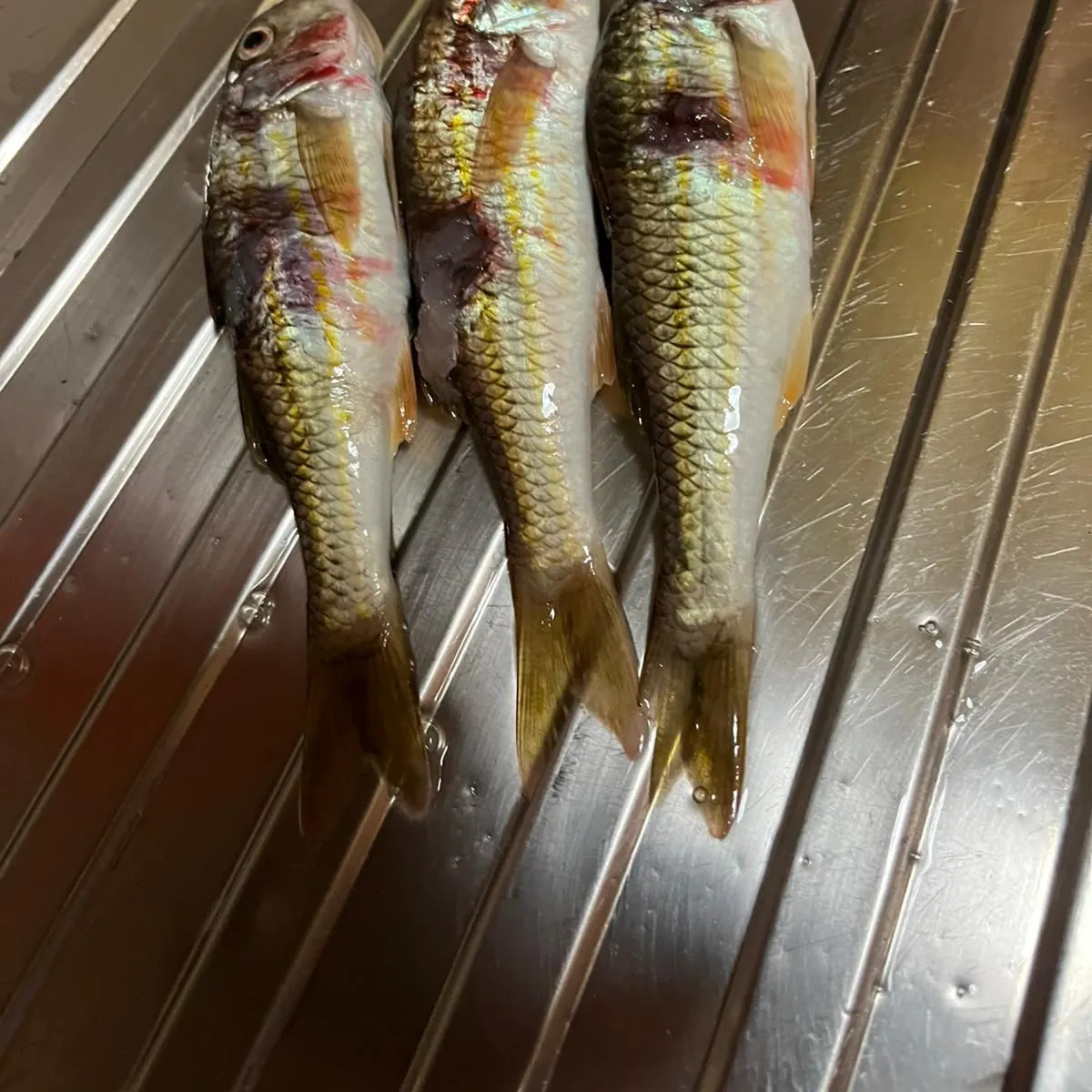 The most recent Striped red mullet catches on Fishbrain