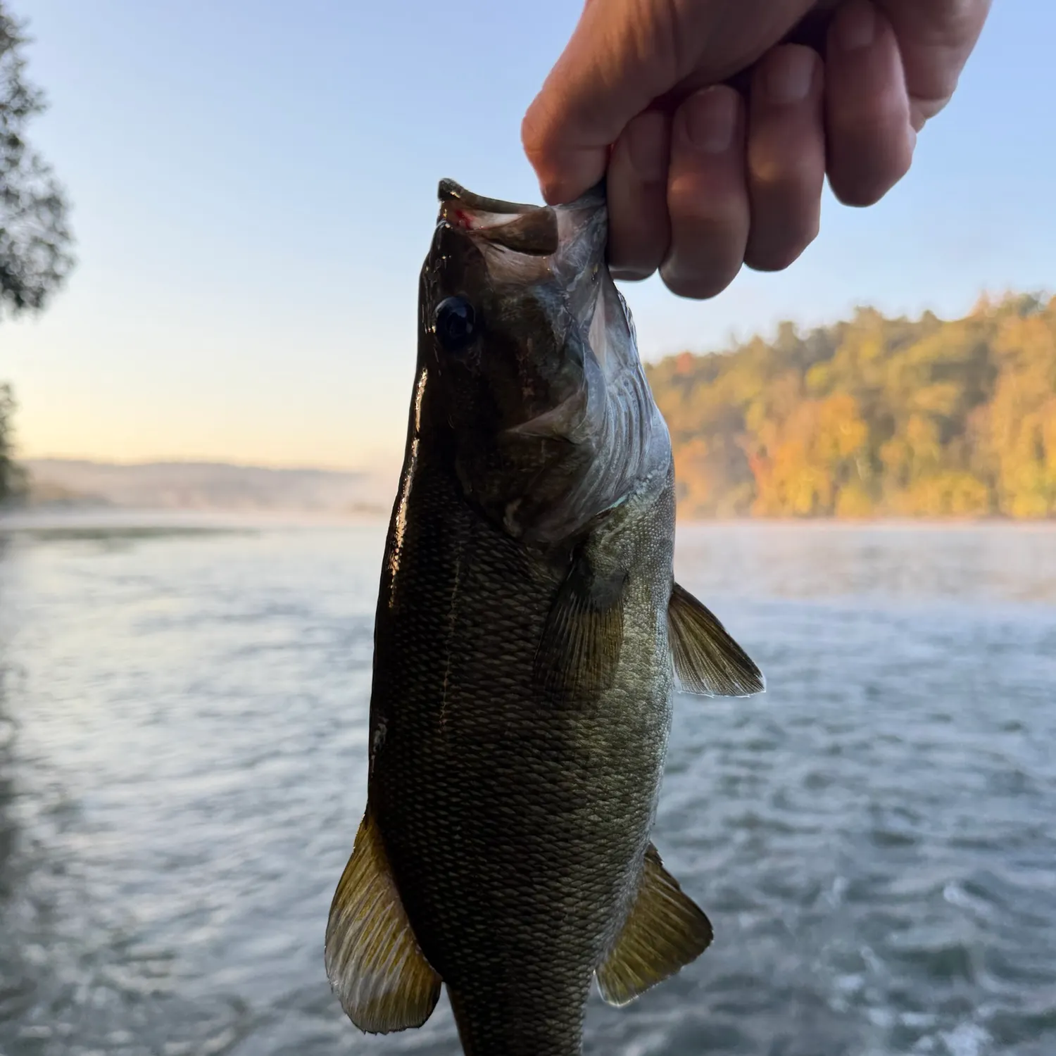 Smallmouth bass caught on Fishbrain