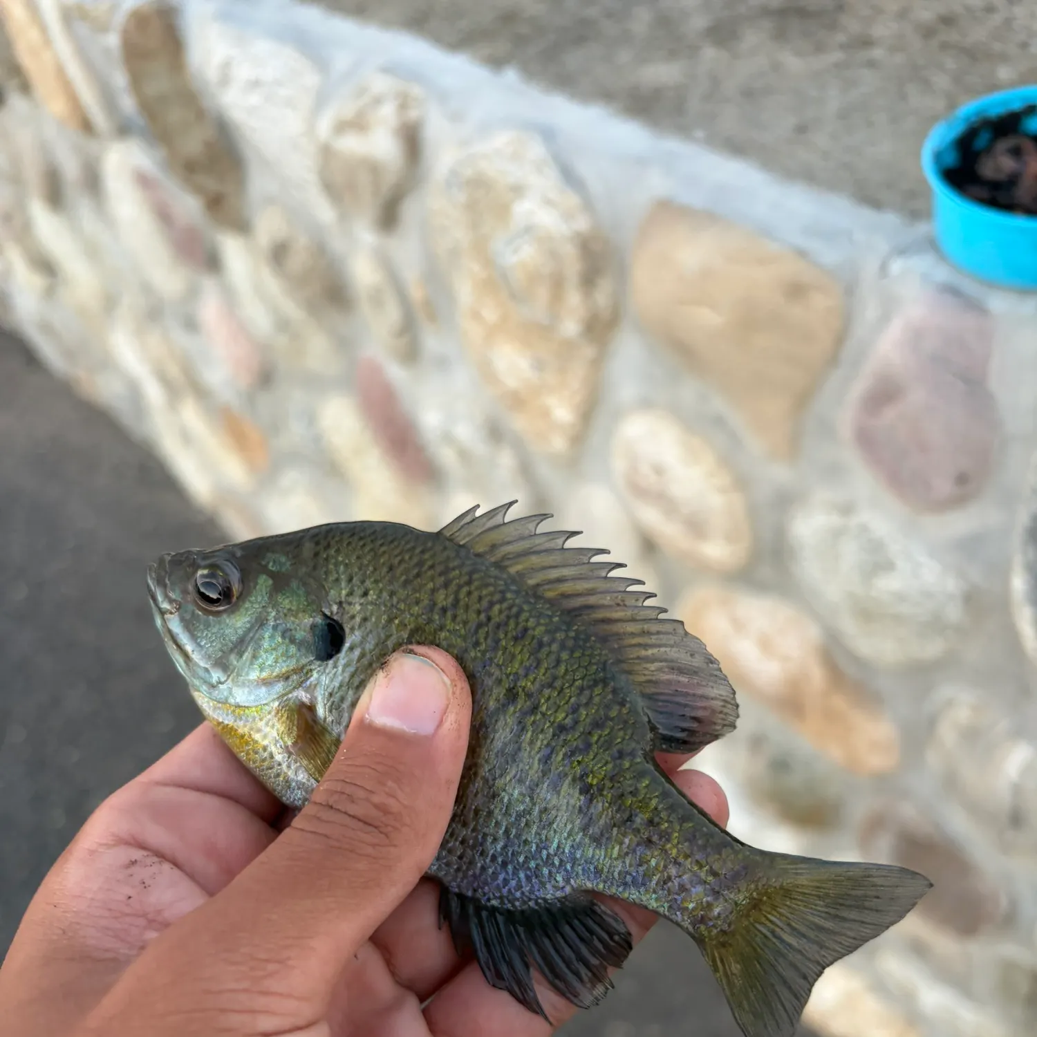 Bluegill caught on Fishbrain