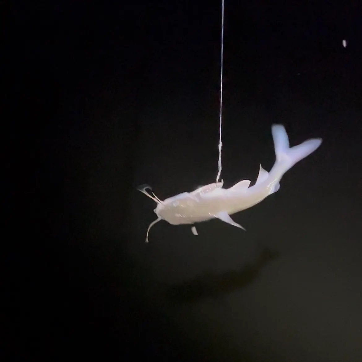 Hardhead sea catfish caught on Fishbrain