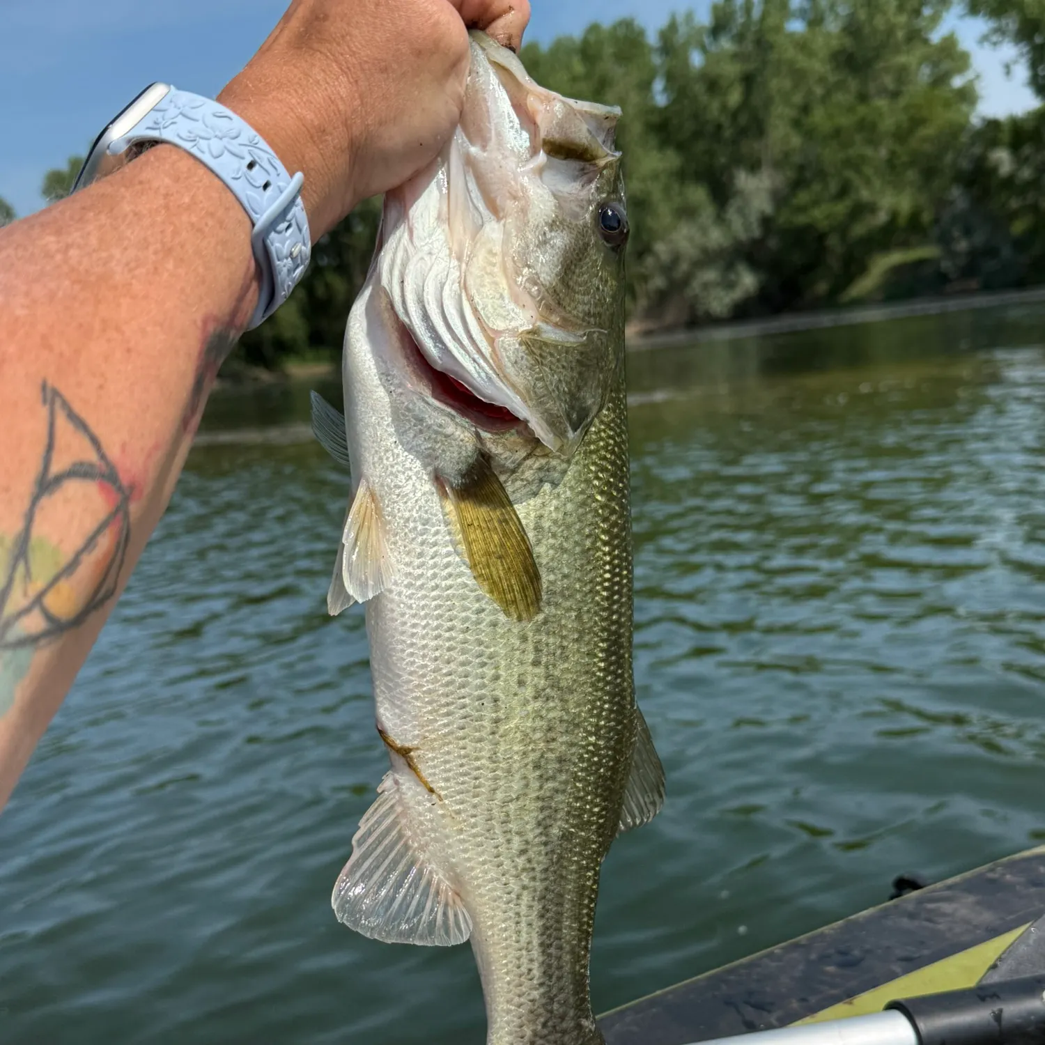 recently logged catches