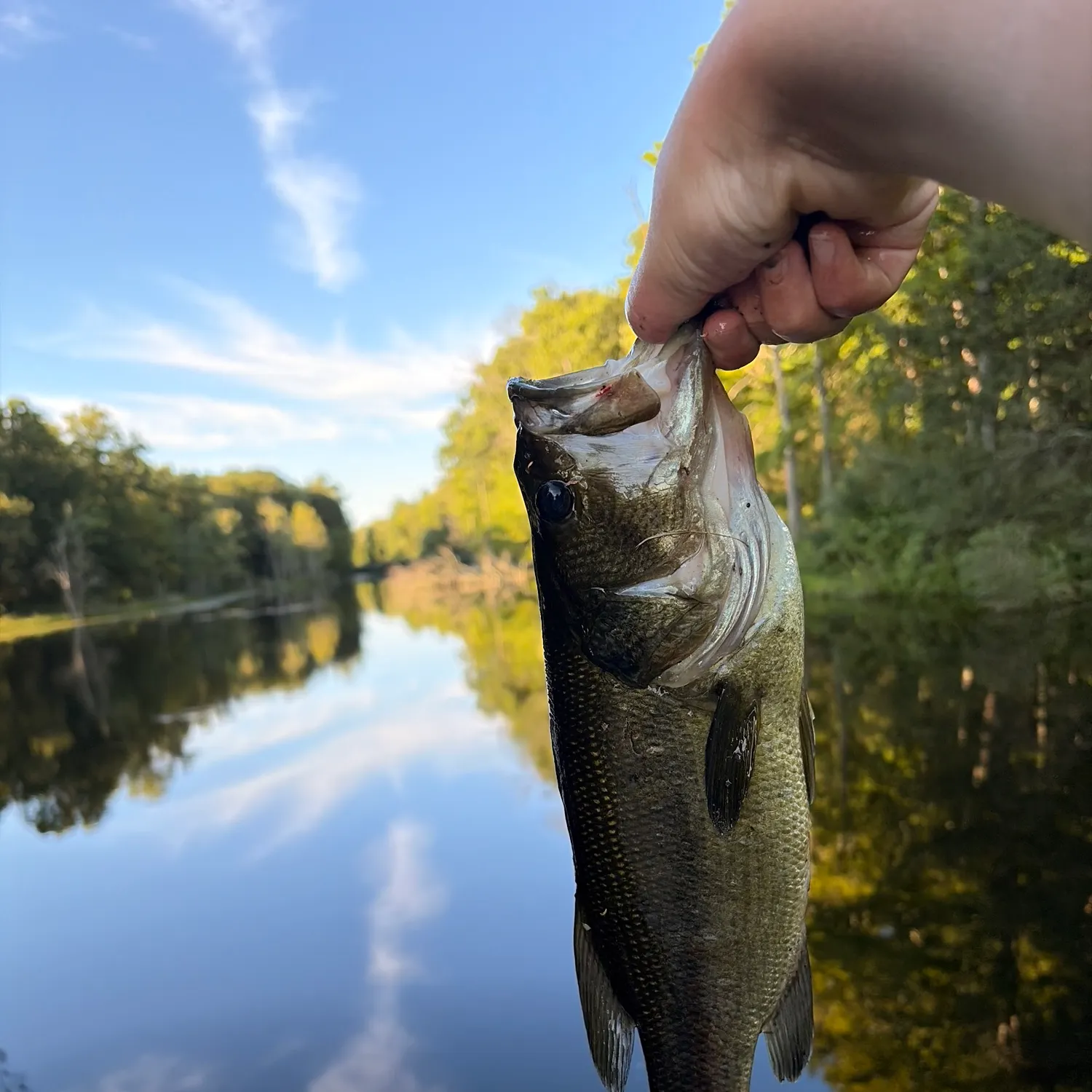 Largemouth bass caught on Fishbrain