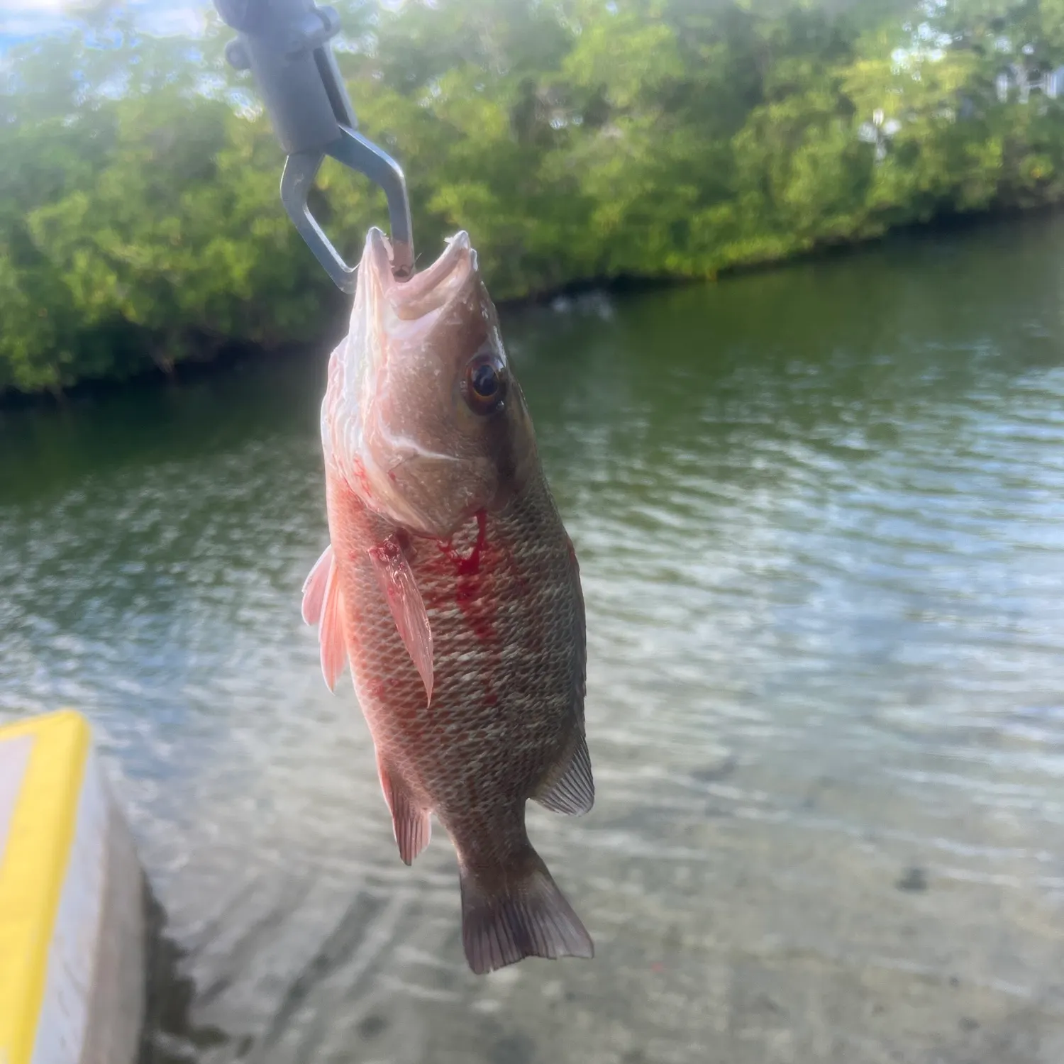 Mangrove snapper caught on Fishbrain