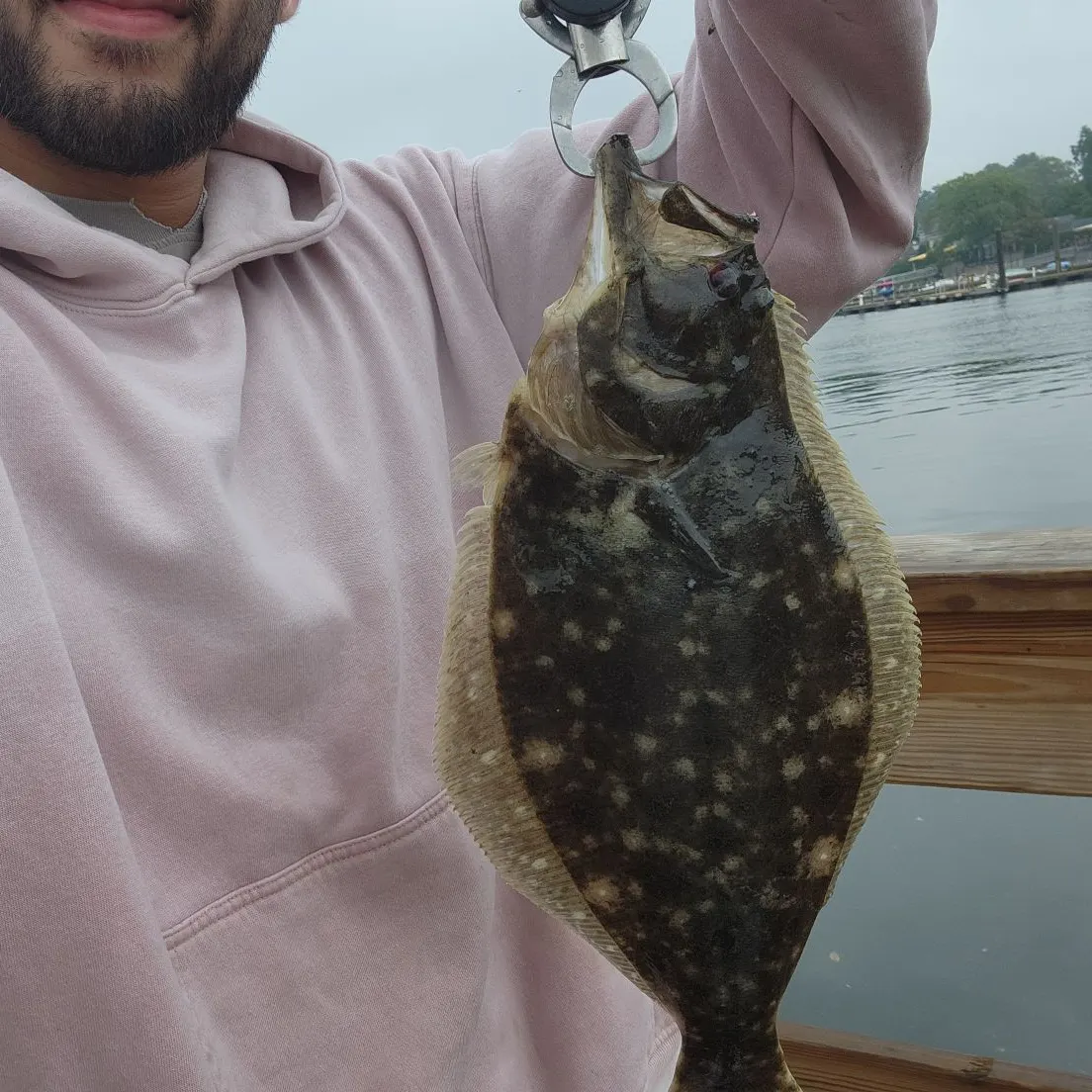 Summer flounder caught on Fishbrain
