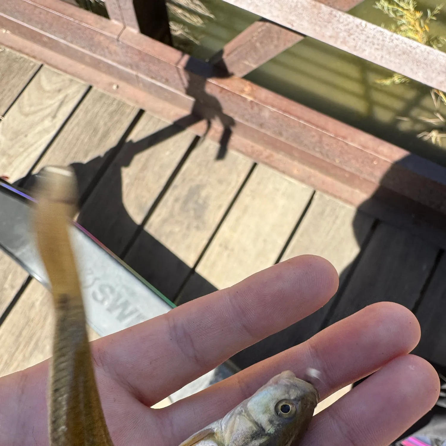 Creek chub caught on Fishbrain