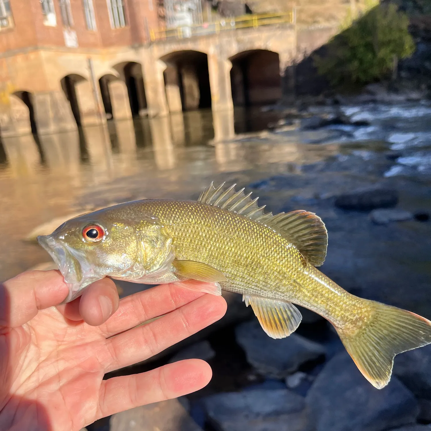 Redeye bass caught on Fishbrain