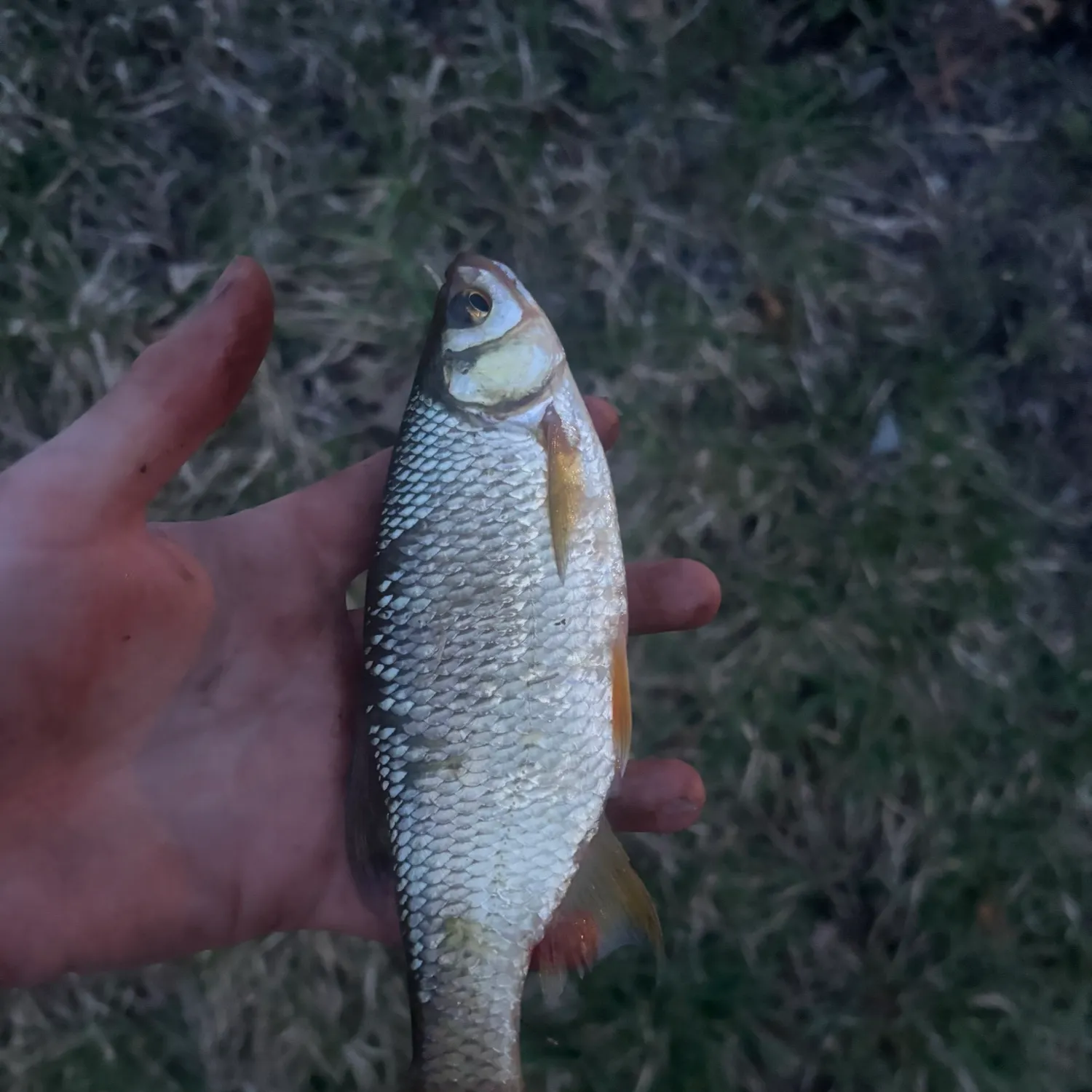 The most recent Golden shiner catches on Fishbrain