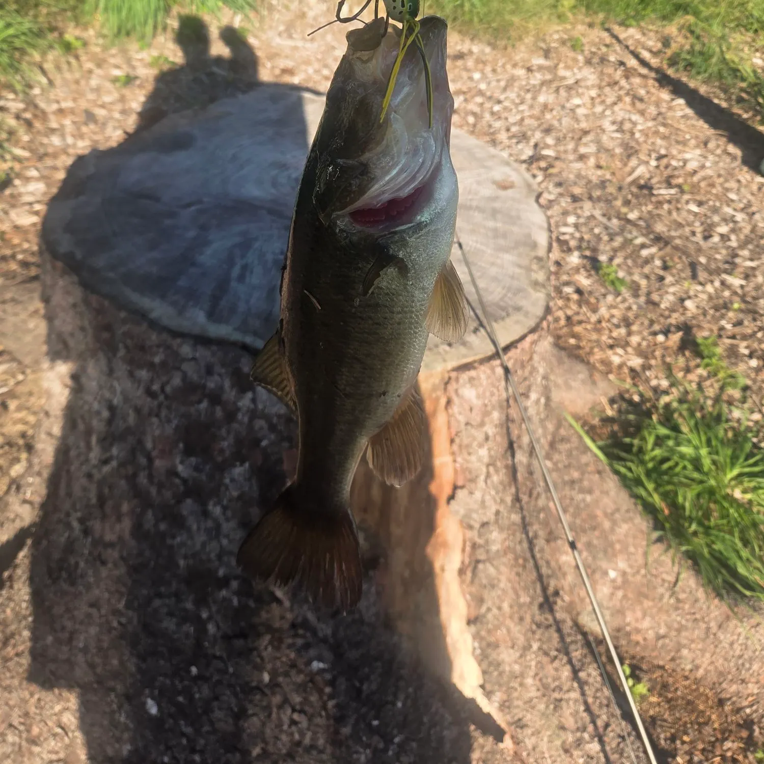 Largemouth bass caught on Fishbrain