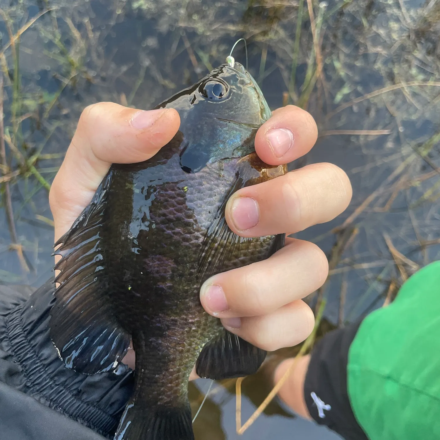 Bluegill caught on Fishbrain