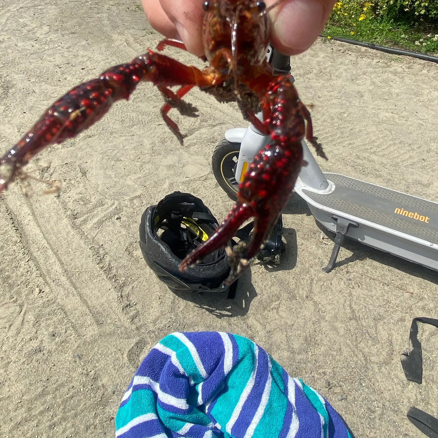 The most recent Red swamp crayfish catches on Fishbrain