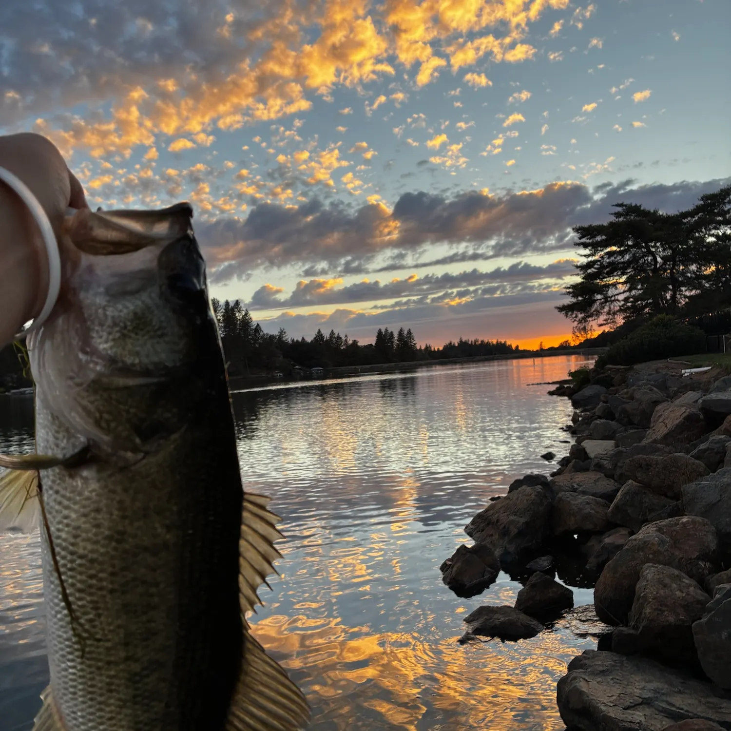 Largemouth bass caught on Fishbrain