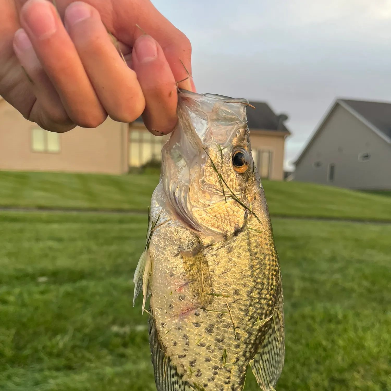 Black crappie caught on Fishbrain