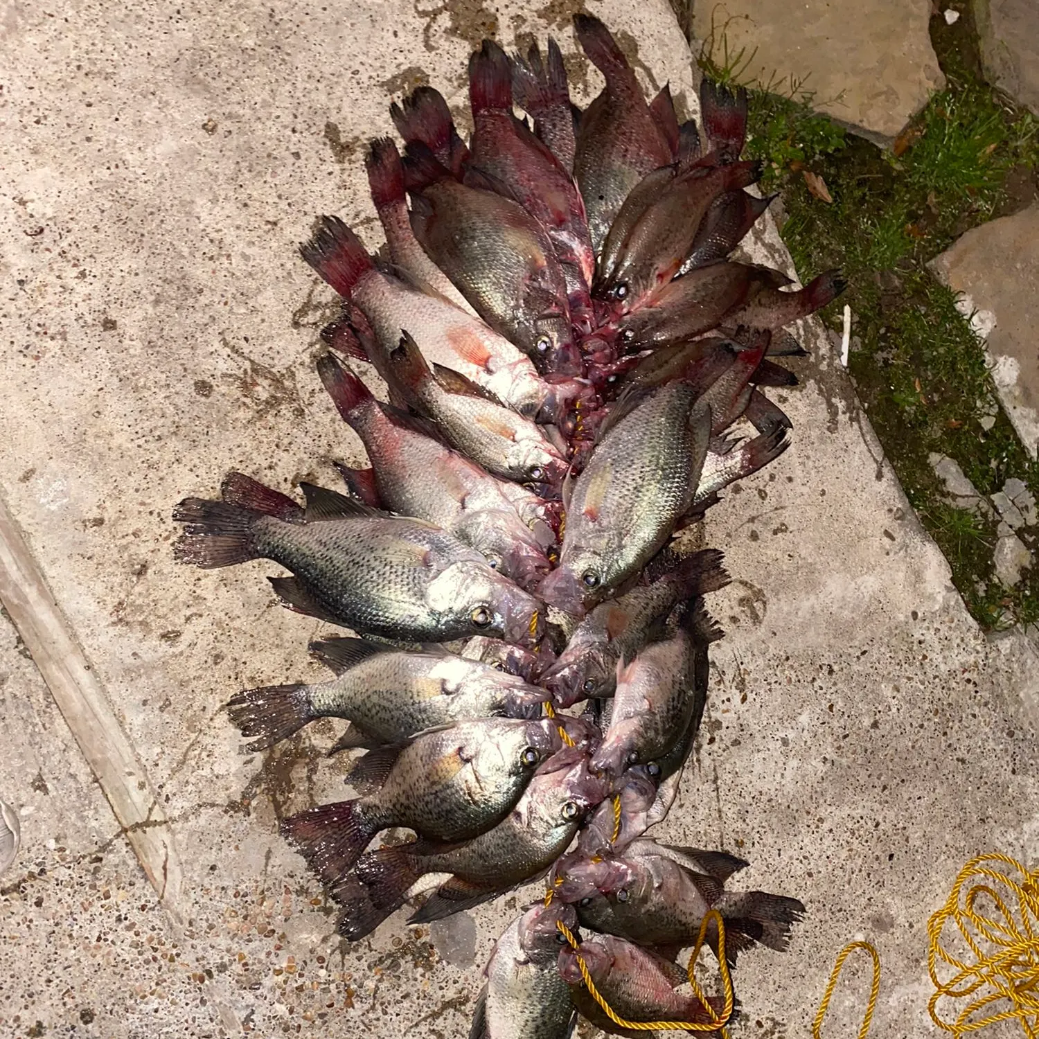 recently logged catches