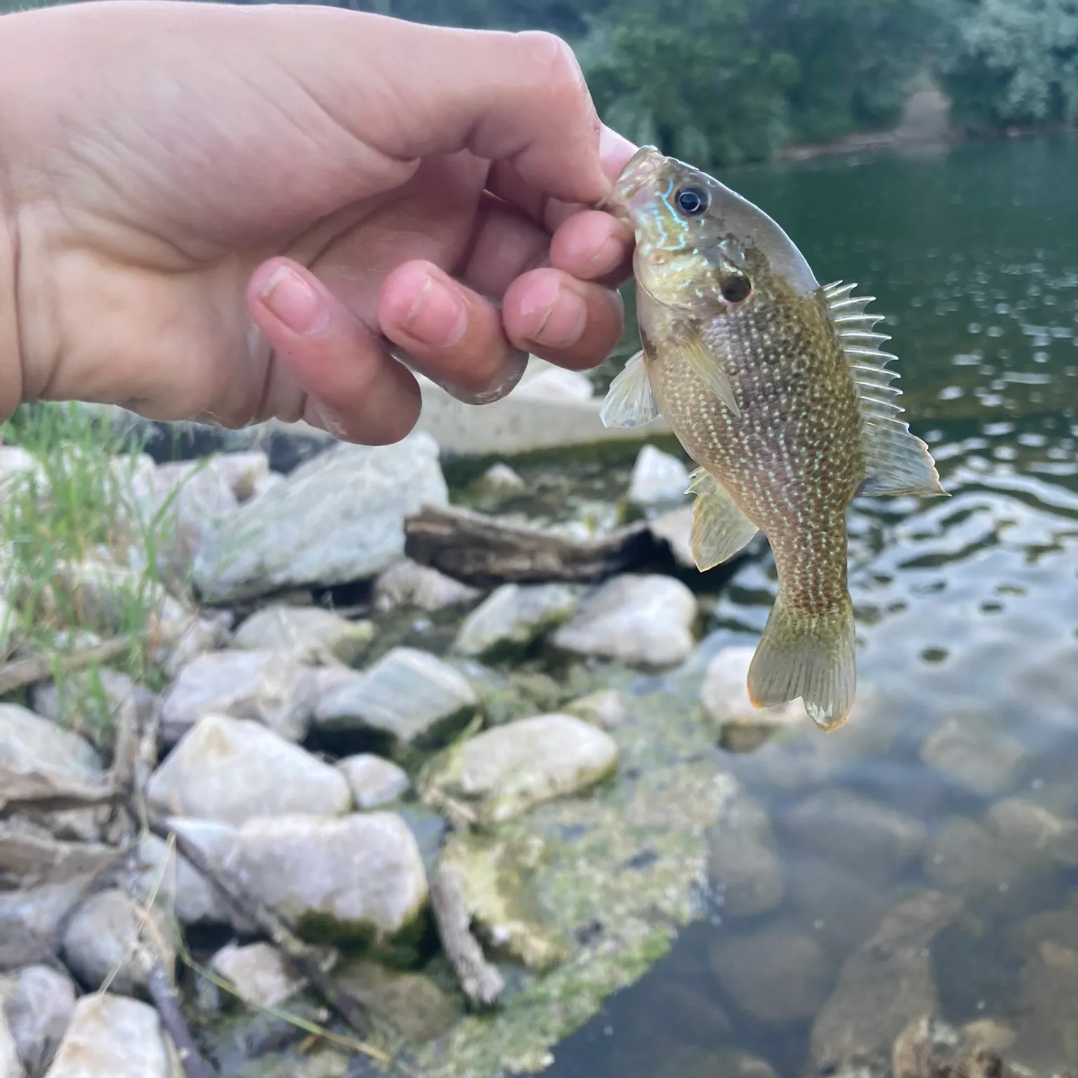 The most recent Green sunfish catches on Fishbrain