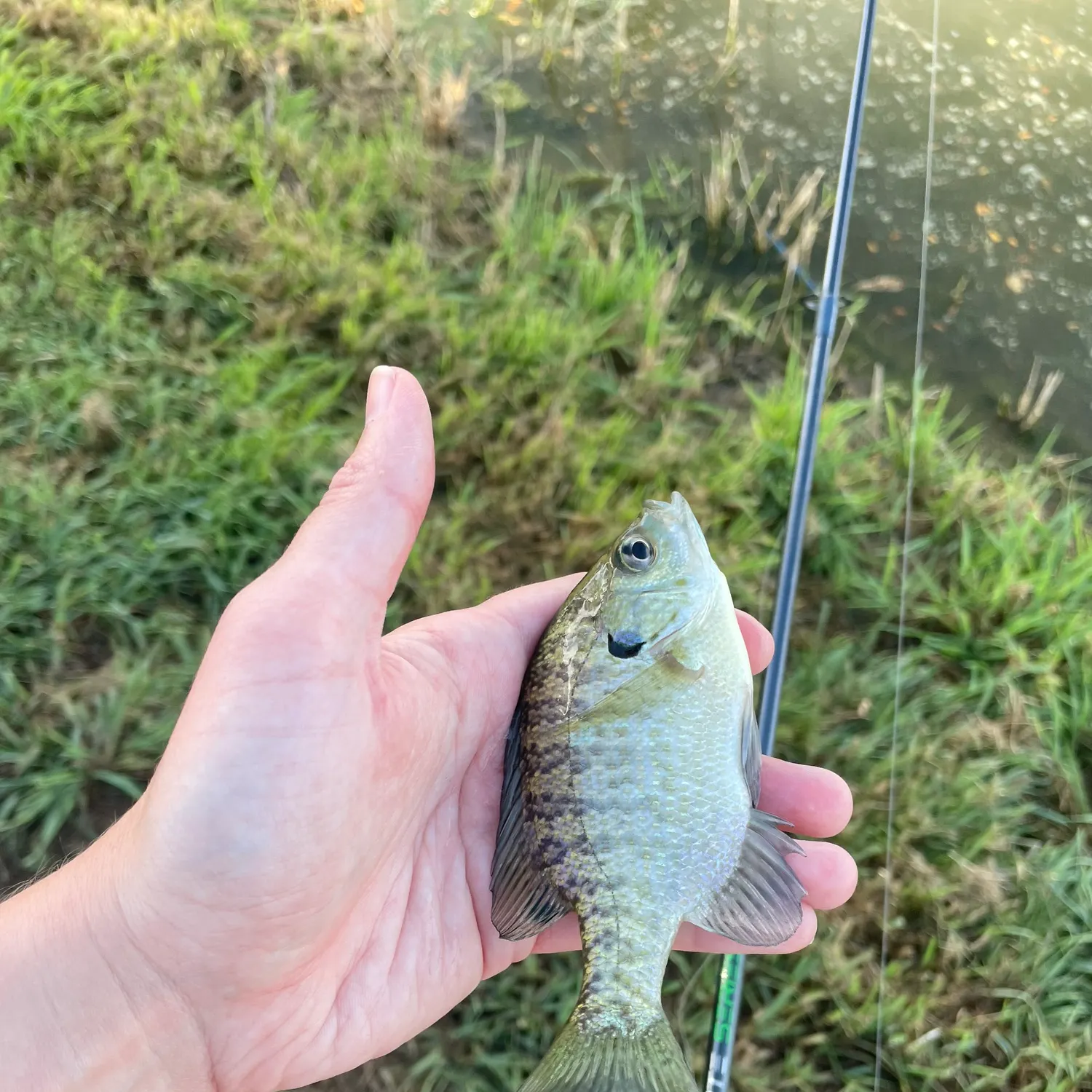 Bluegill caught on Fishbrain