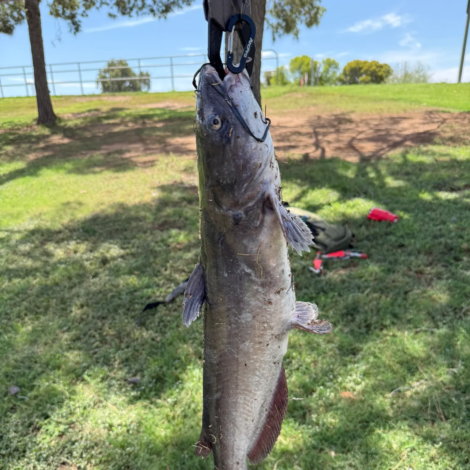 Channel catfish caught on Fishbrain