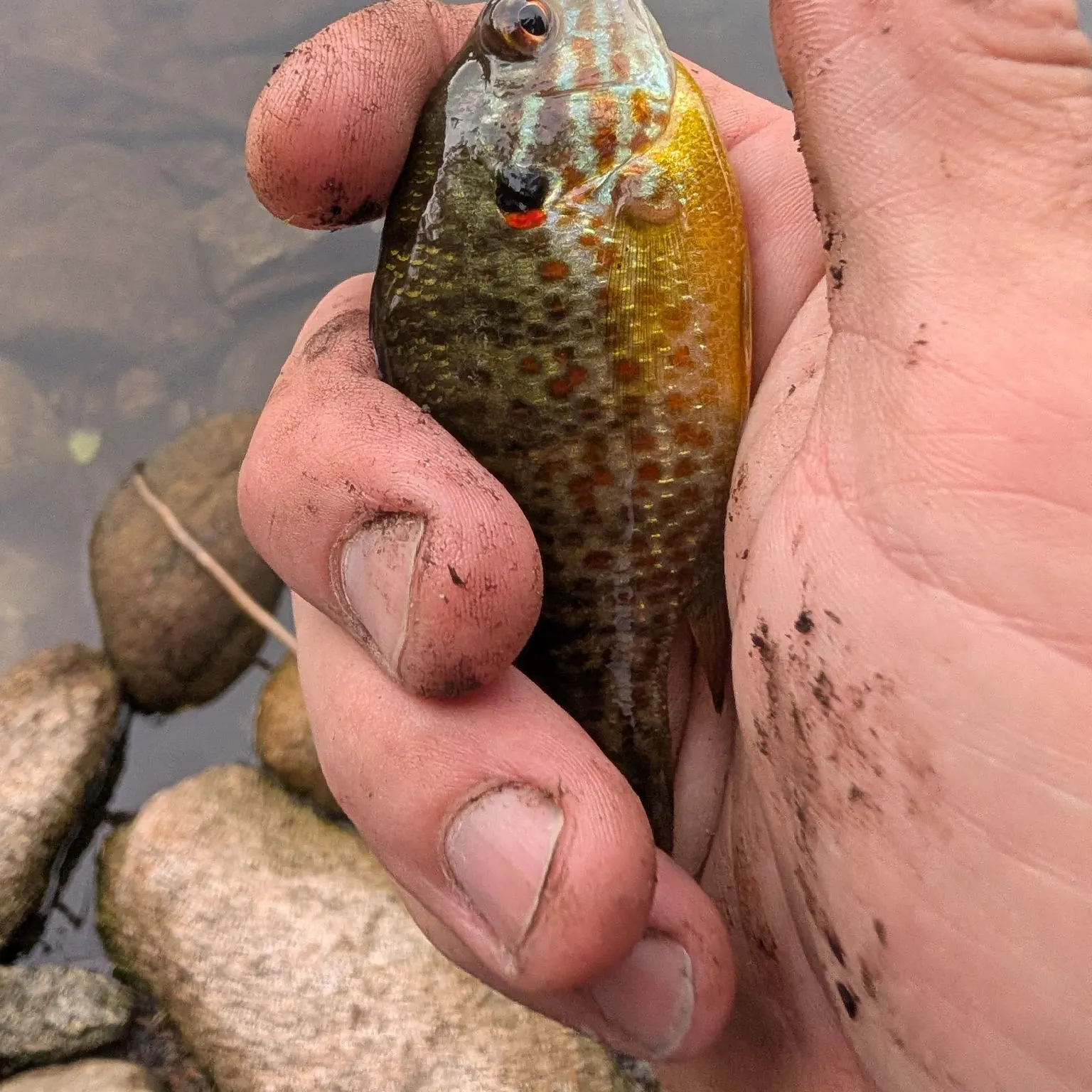 Pumpkinseed caught on Fishbrain