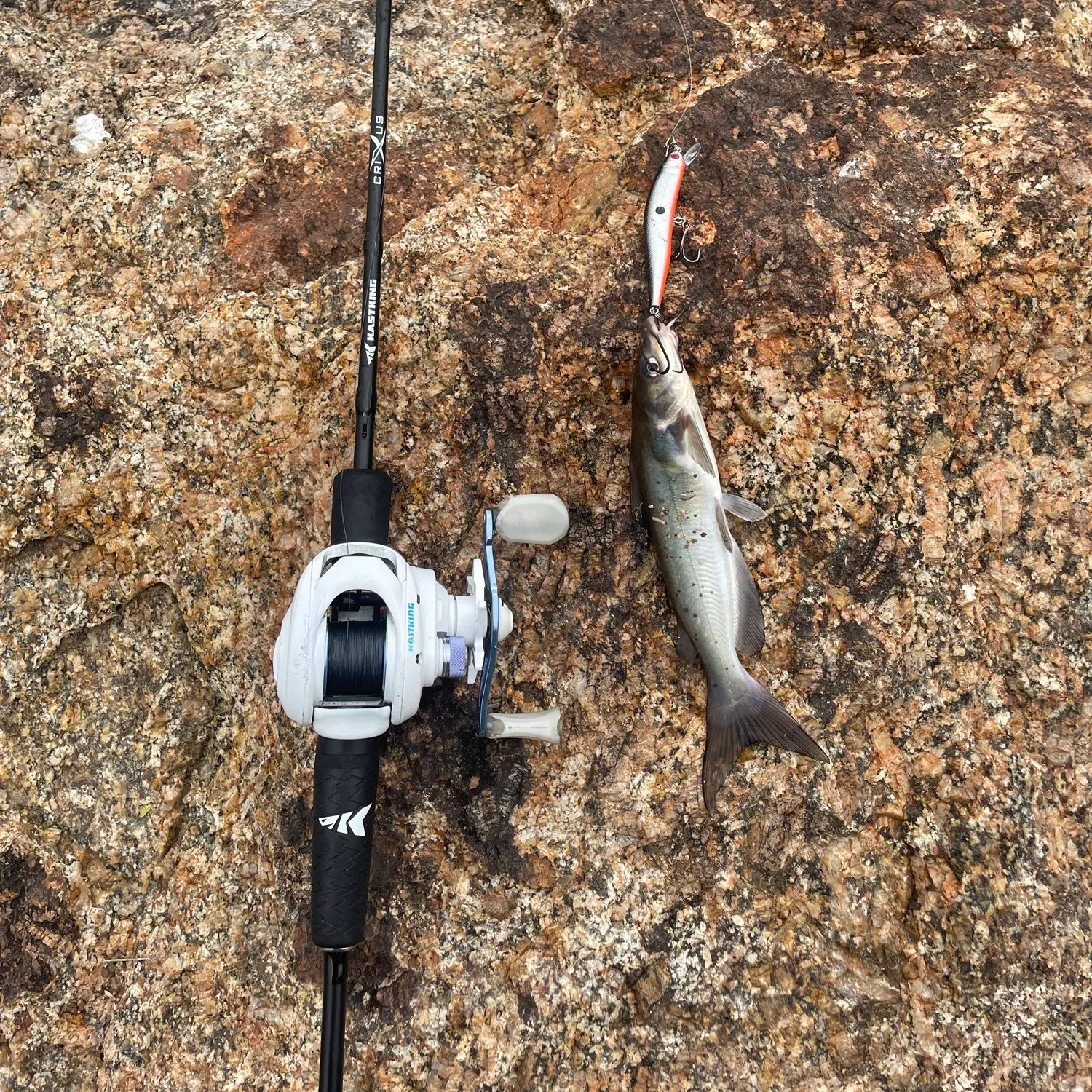 Channel catfish caught on Fishbrain