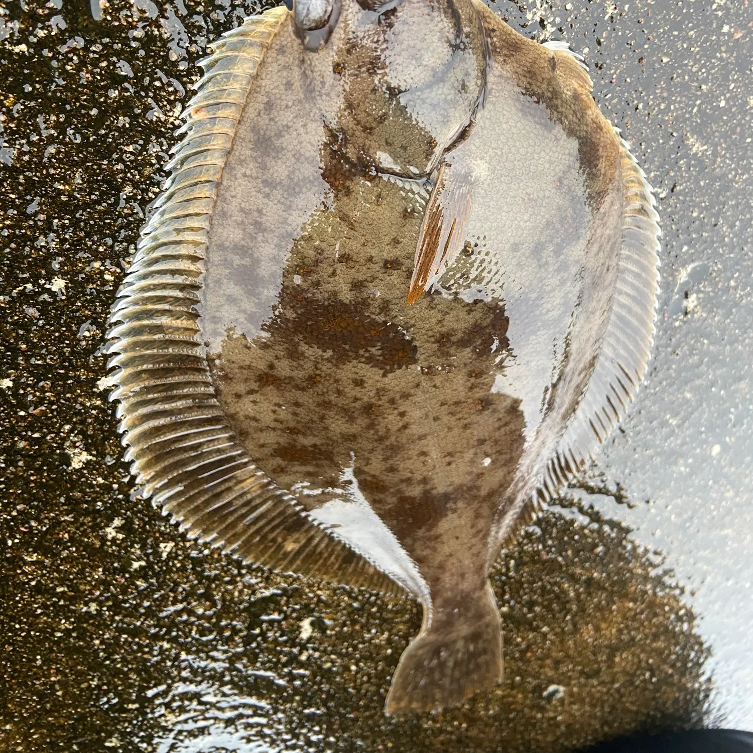 The most recent Common dab catches on Fishbrain