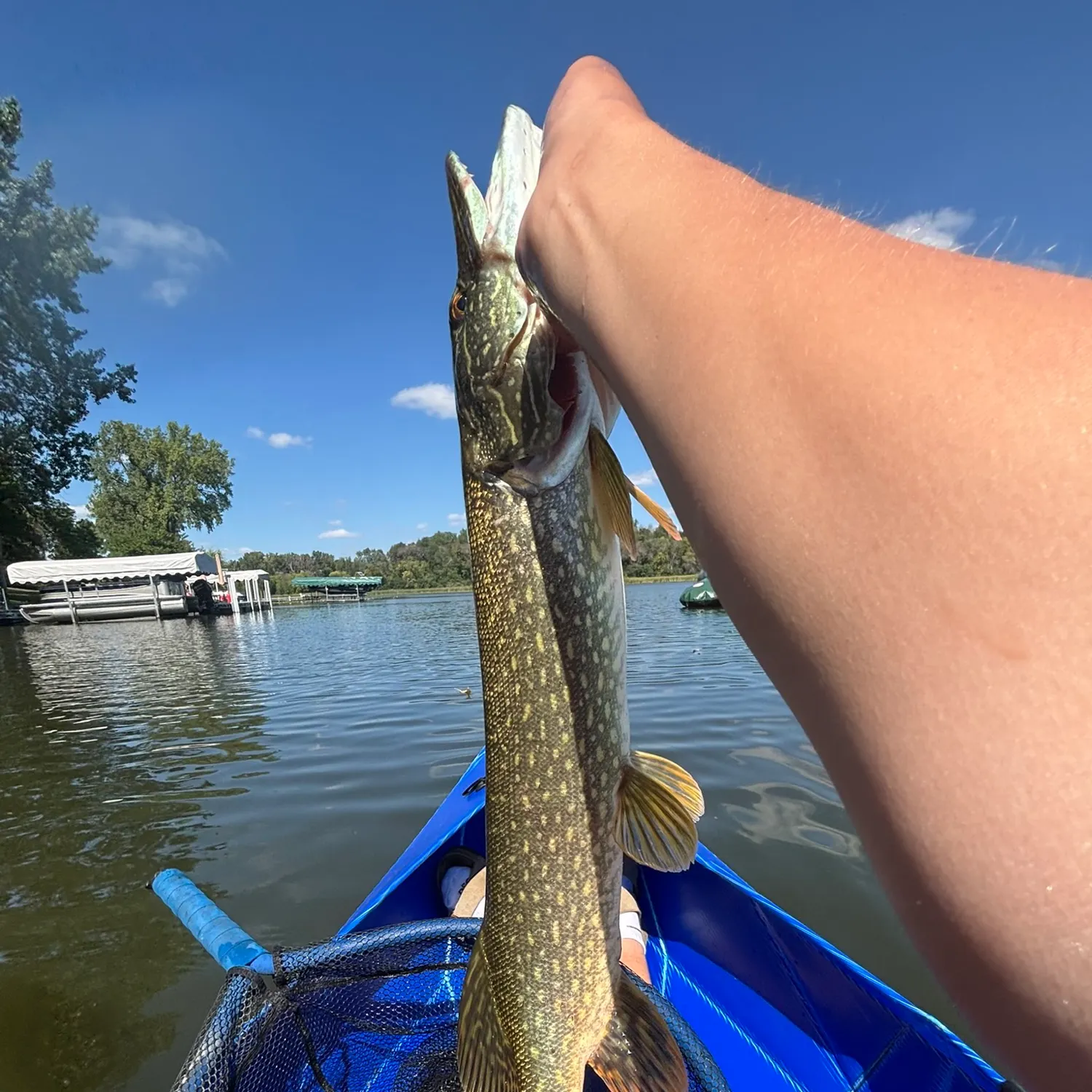 Northern pike caught on Fishbrain