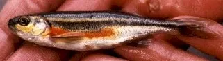 Redside shiner