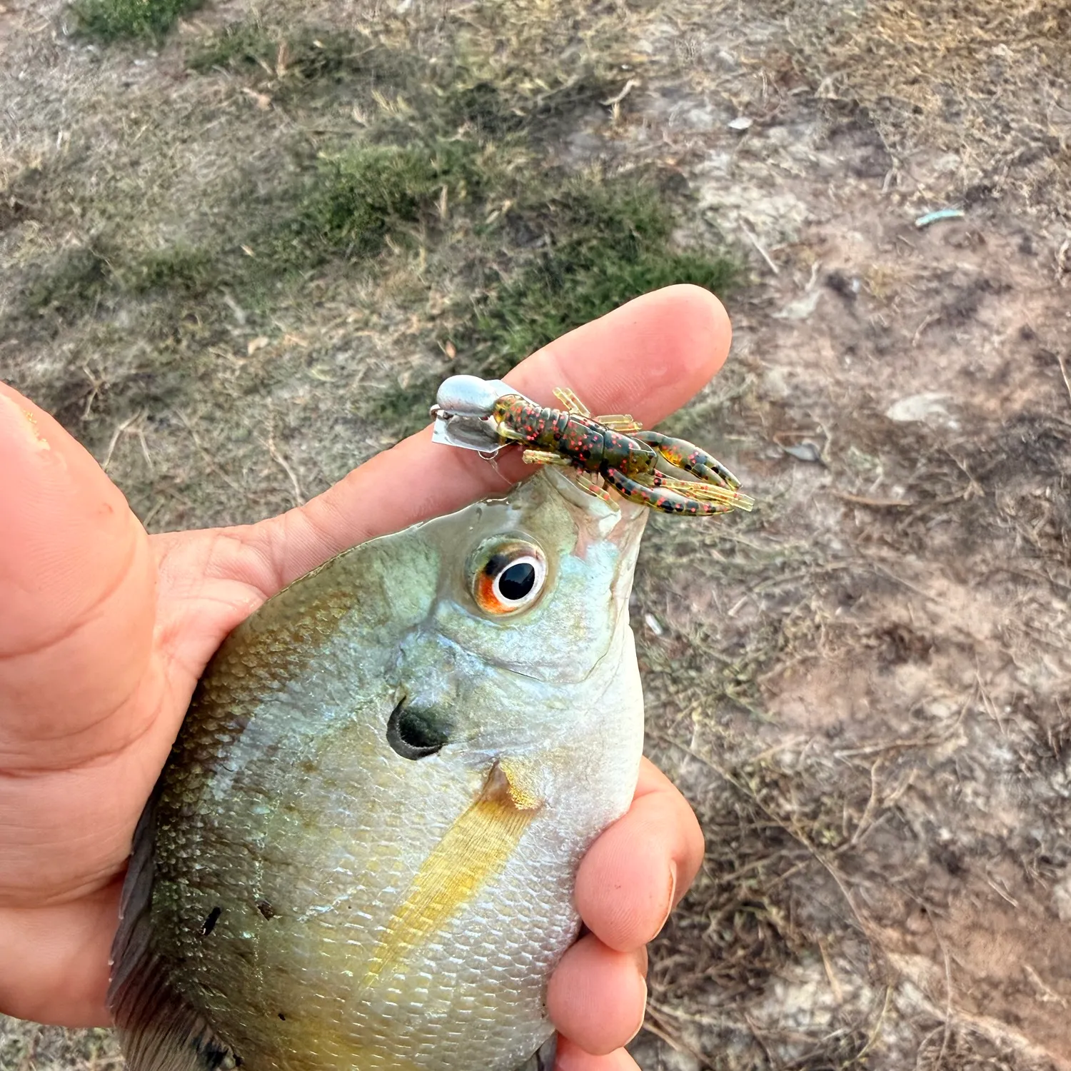 Bluegill caught on Fishbrain