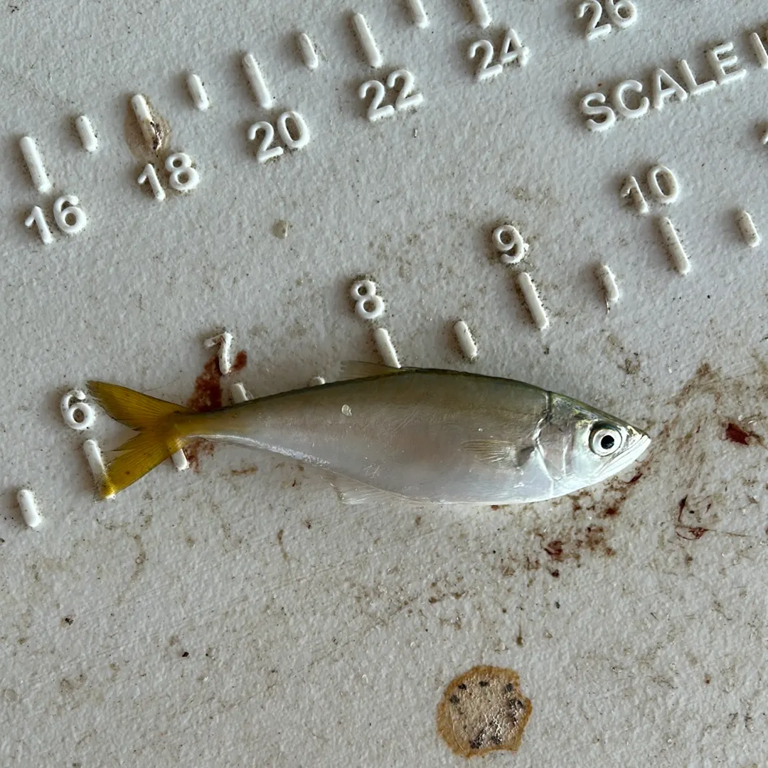 Leatherjack caught on Fishbrain