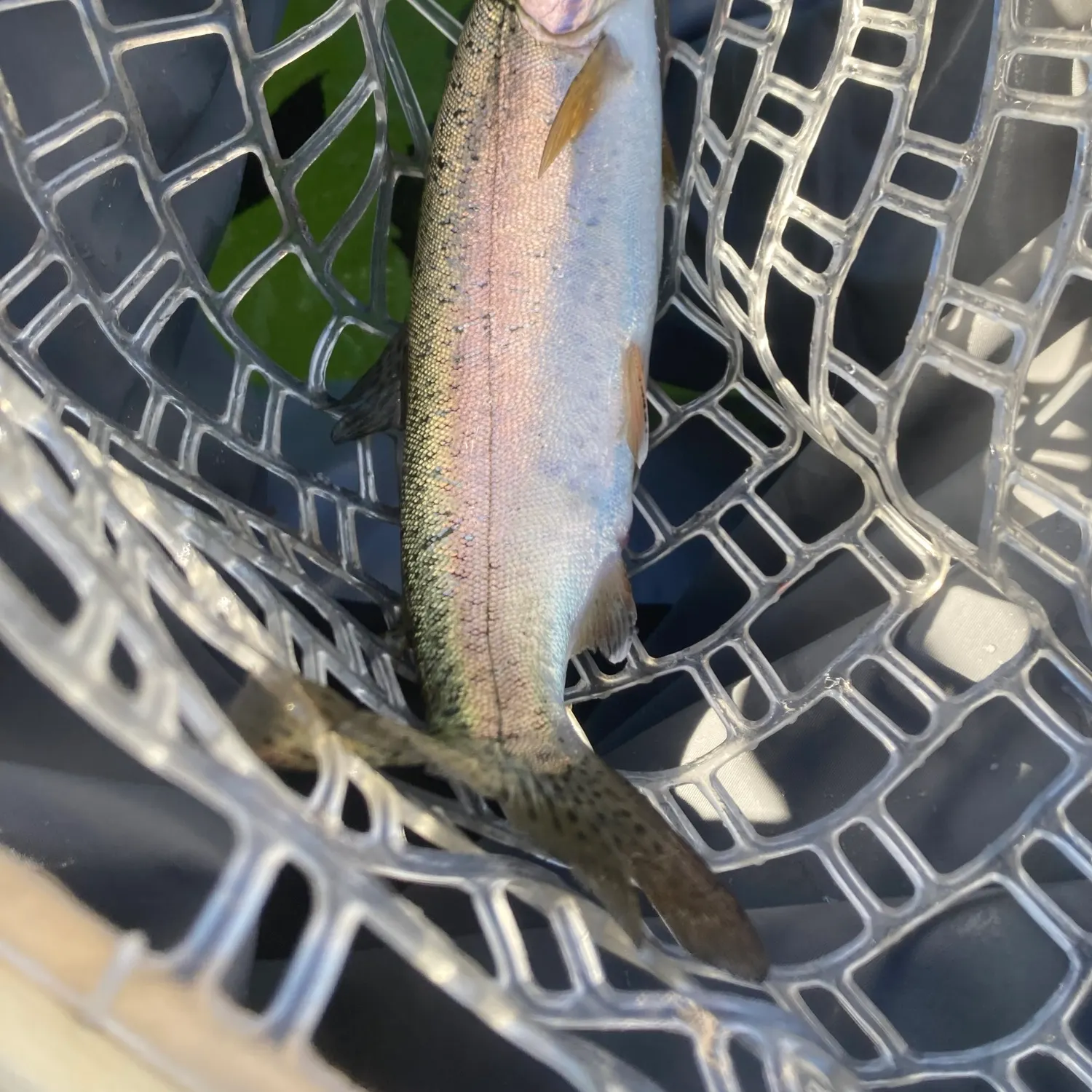 Rainbow trout caught on Fishbrain
