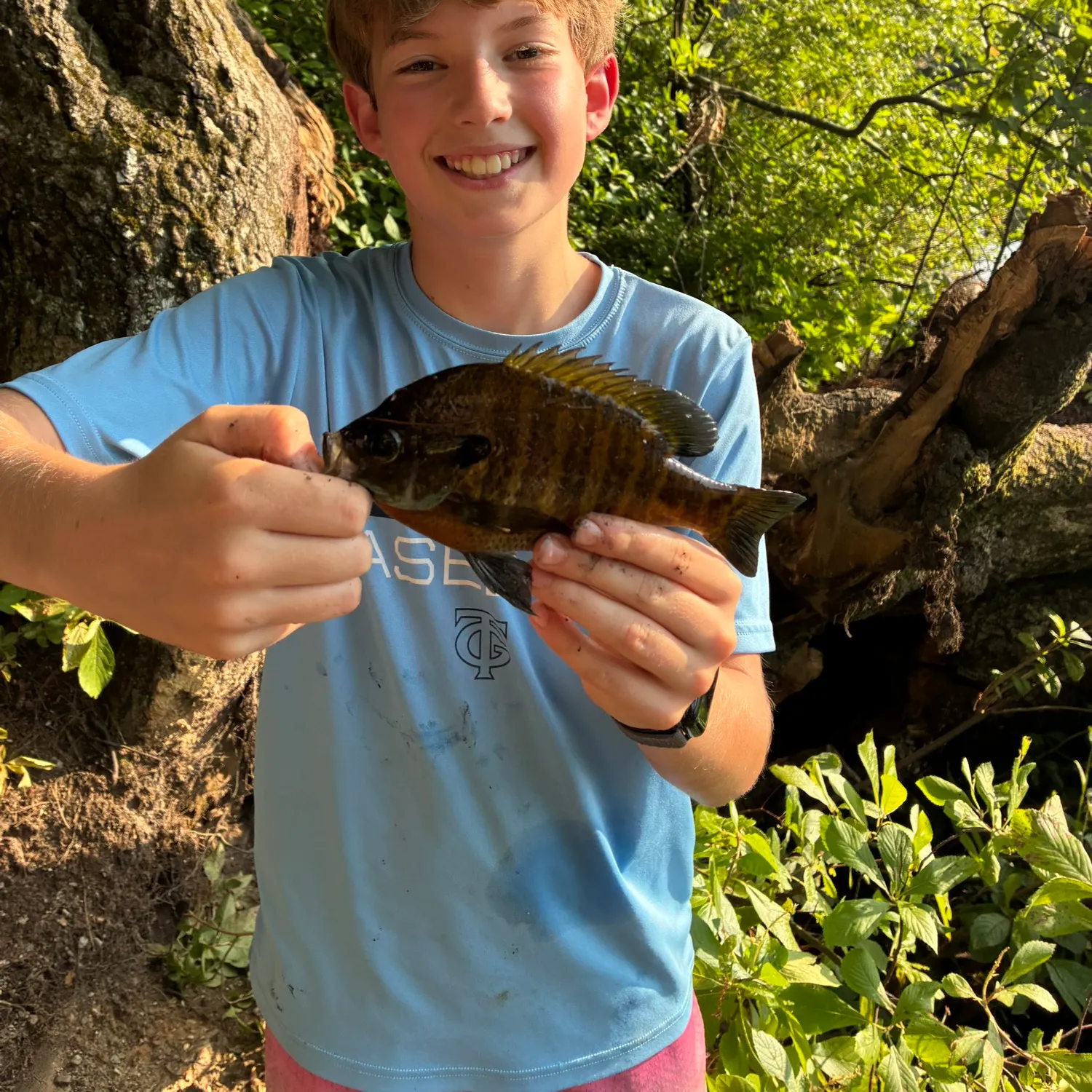 Bluegill caught on Fishbrain